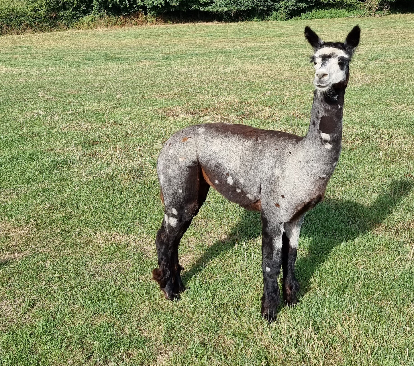 VERKOCHT Donkerbruine zwarte merrie cria