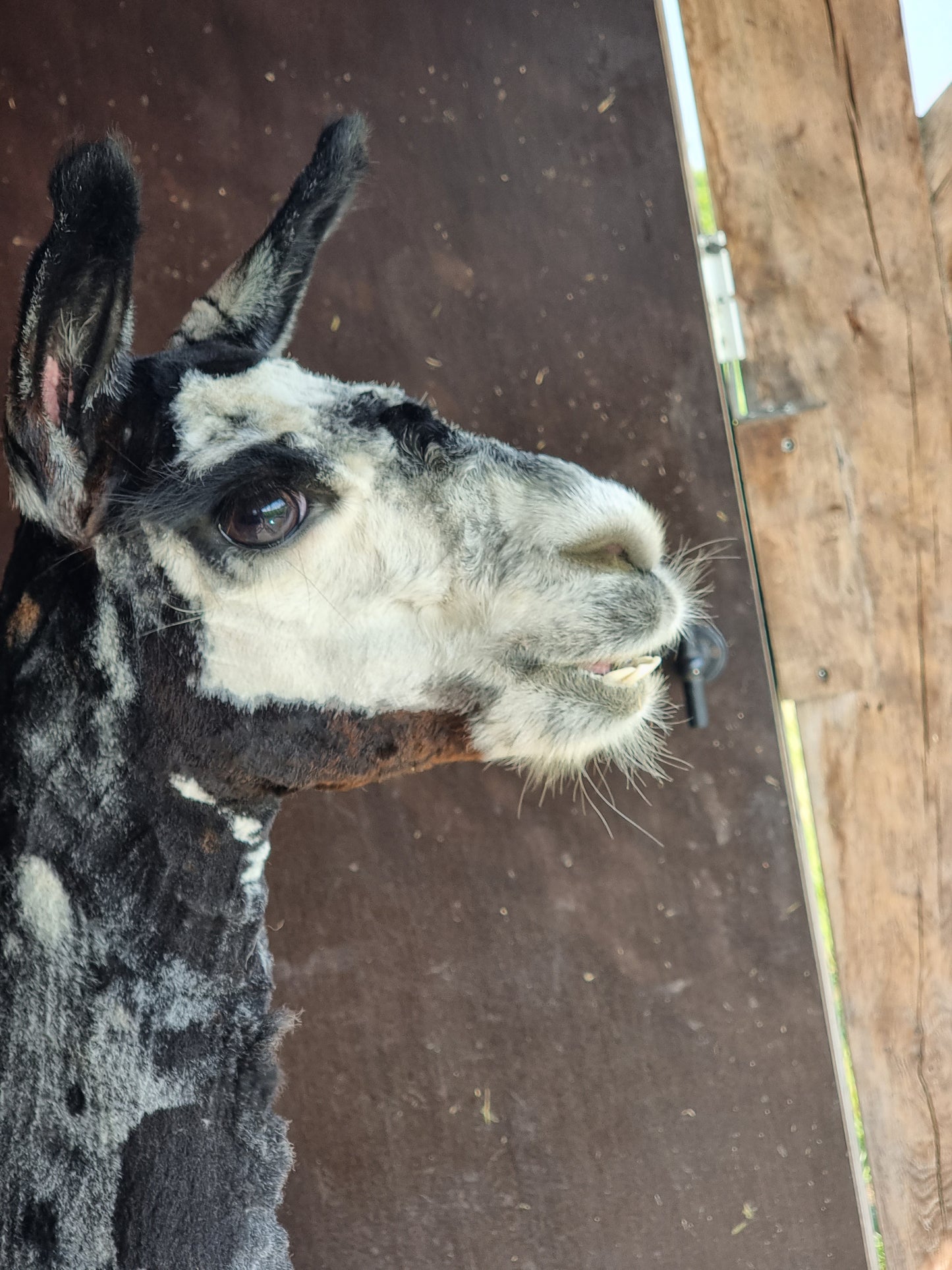 VERKOCHT Donkerbruine zwarte merrie cria