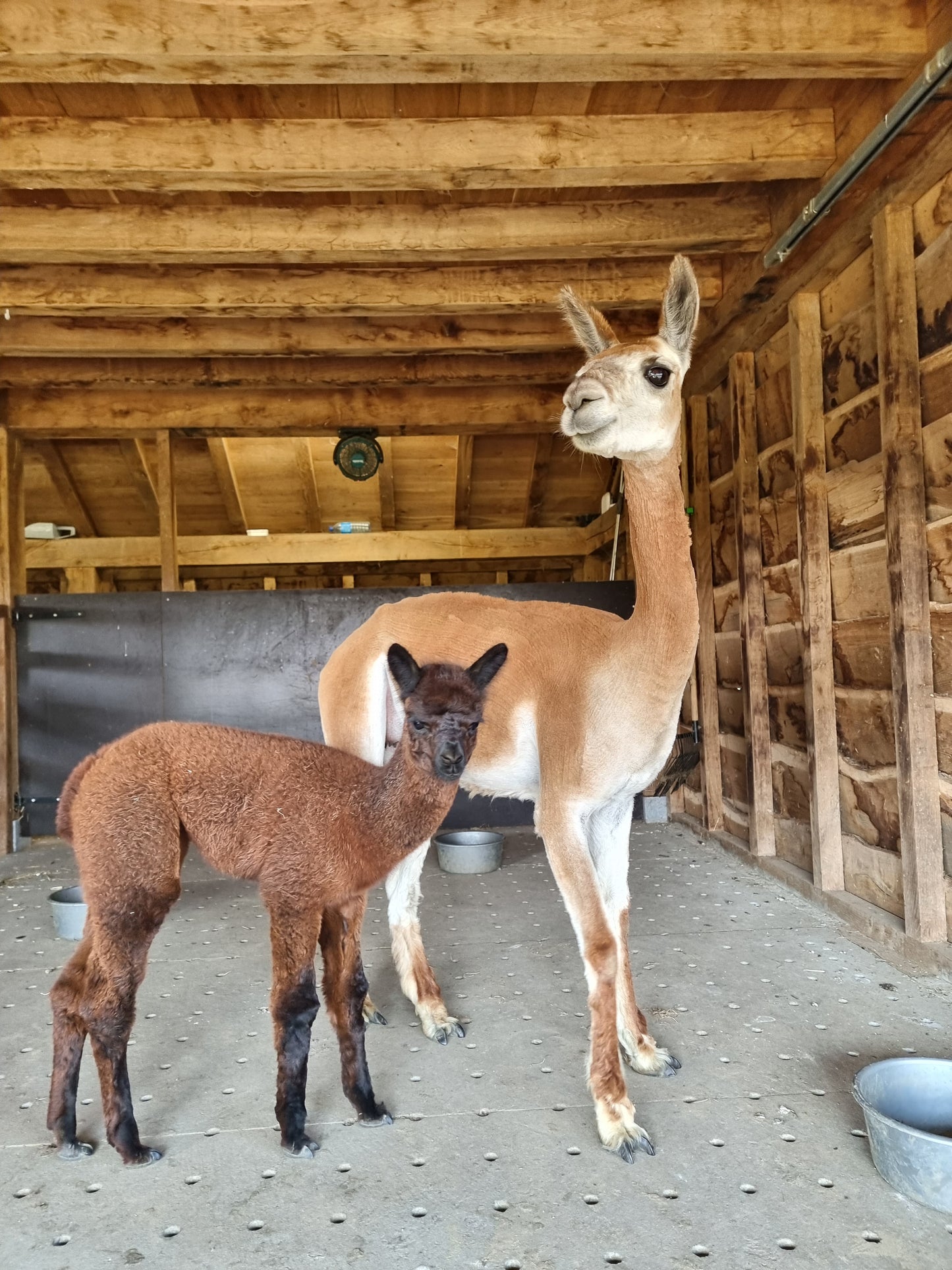 VERKOCHT Donkerbruine zwarte merrie cria