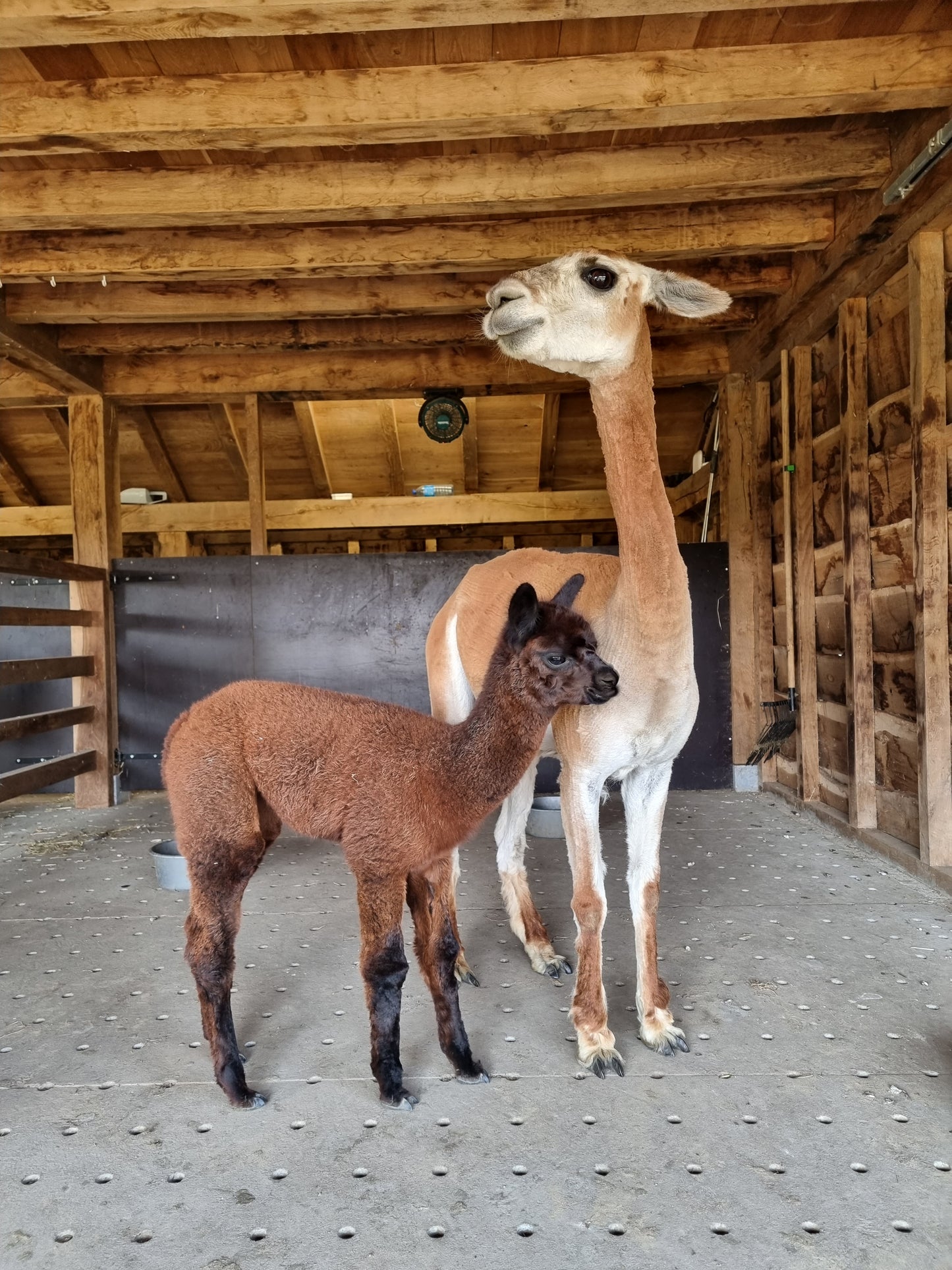 VERKOCHT Donkerbruine zwarte merrie cria