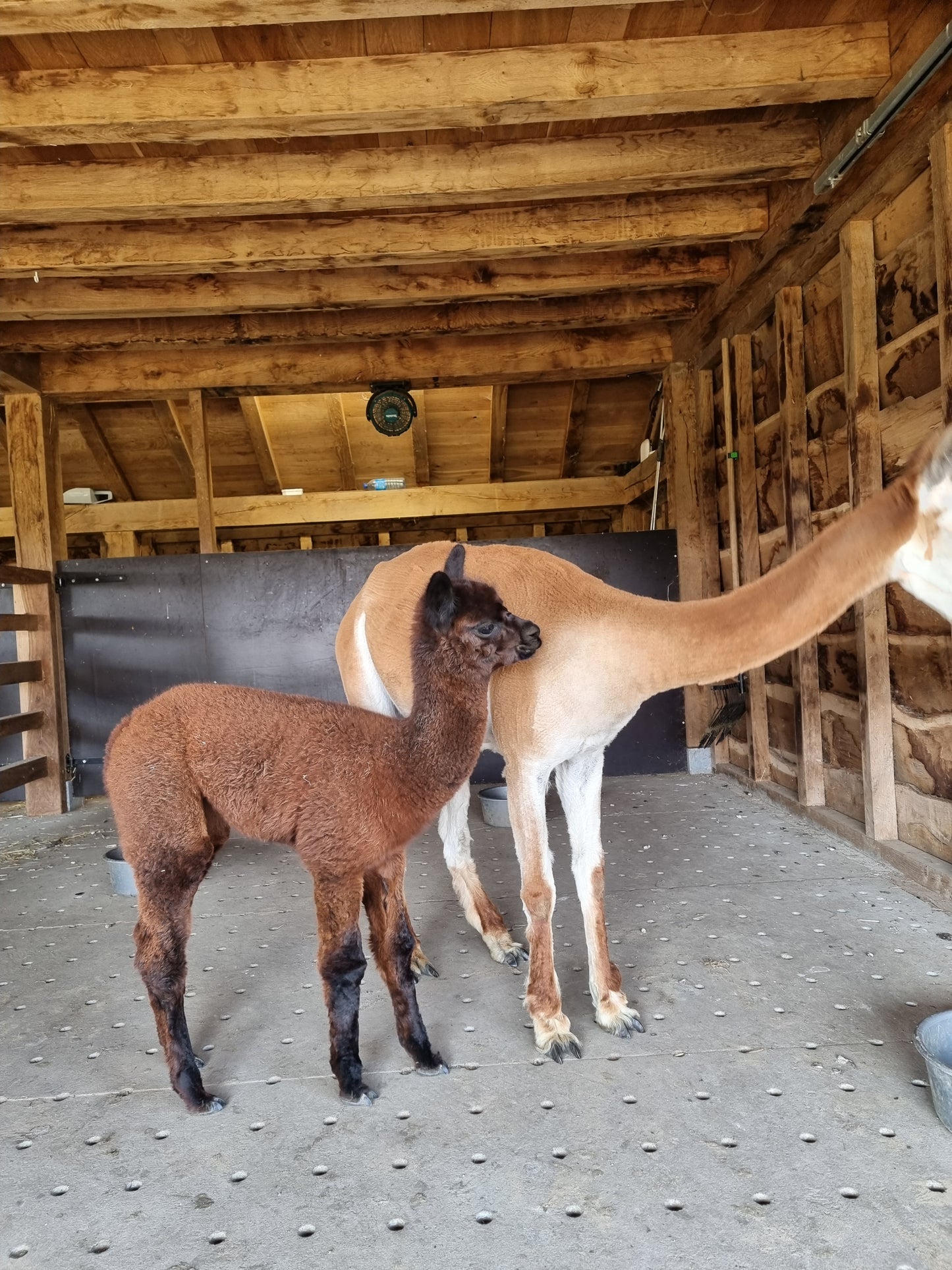 VERKOCHT Donkerbruine zwarte merrie cria
