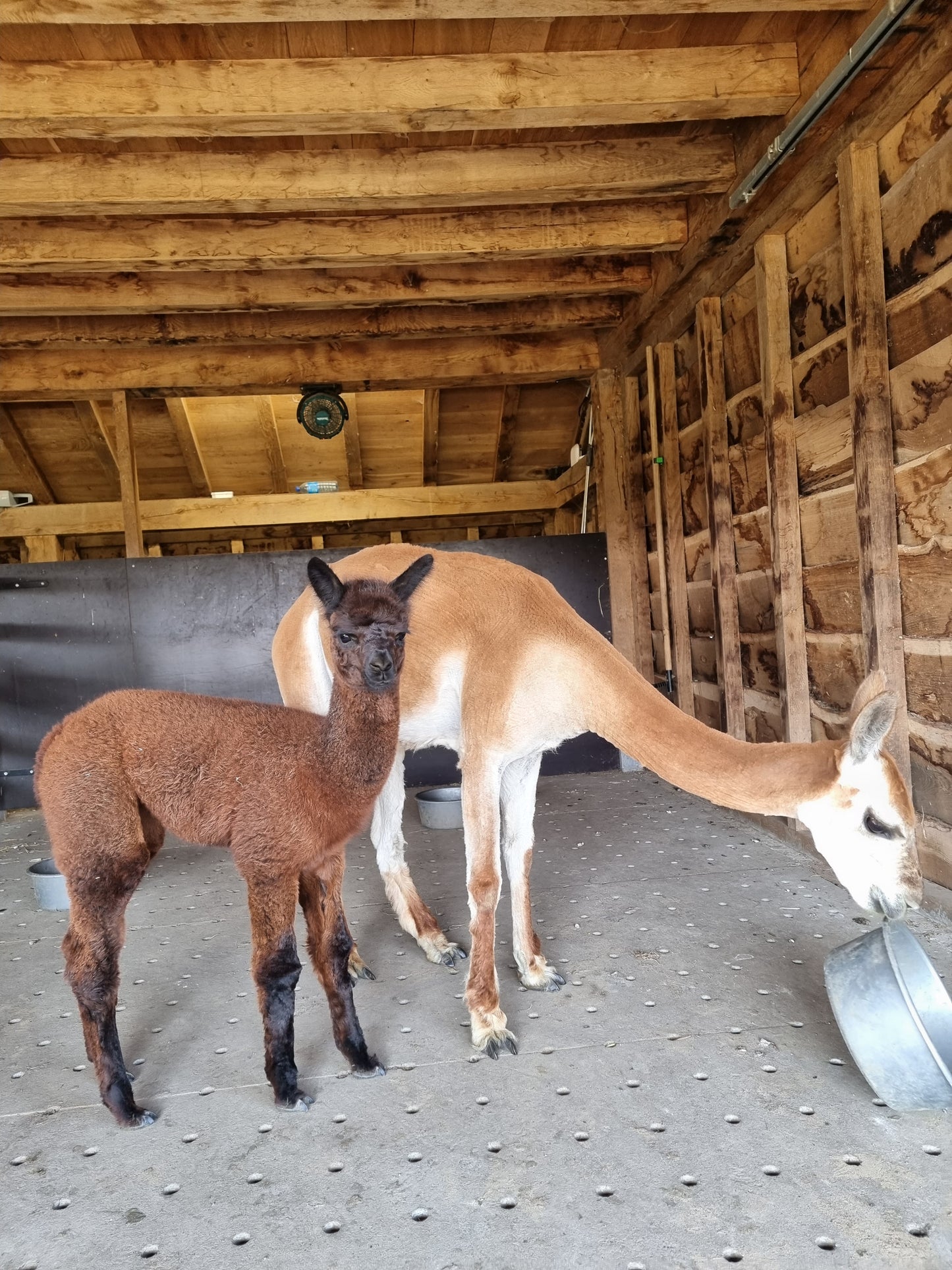 VERKOCHT Donkerbruine zwarte merrie cria