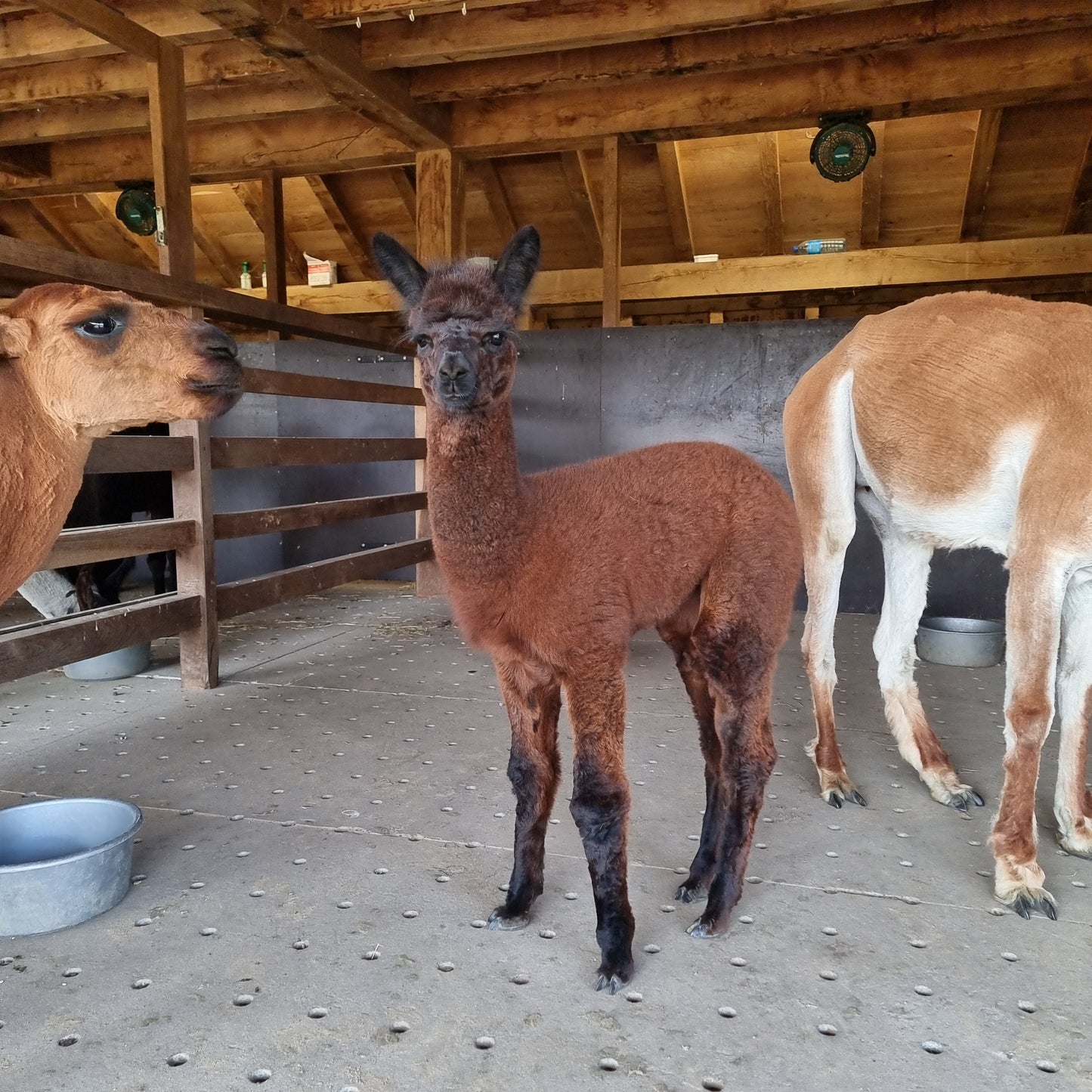 VERKOCHT Donkerbruine zwarte merrie cria