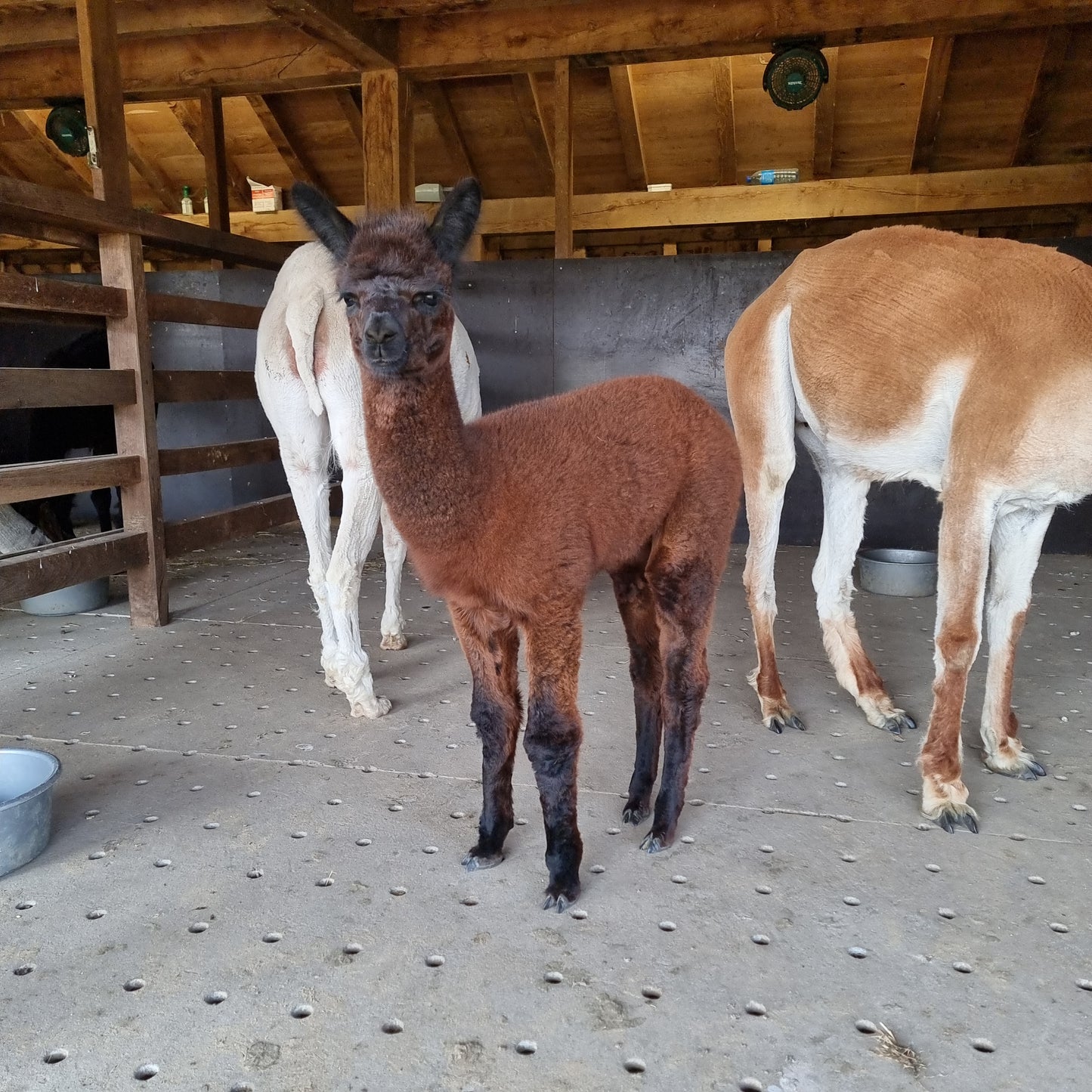 VERKOCHT Donkerbruine zwarte merrie cria