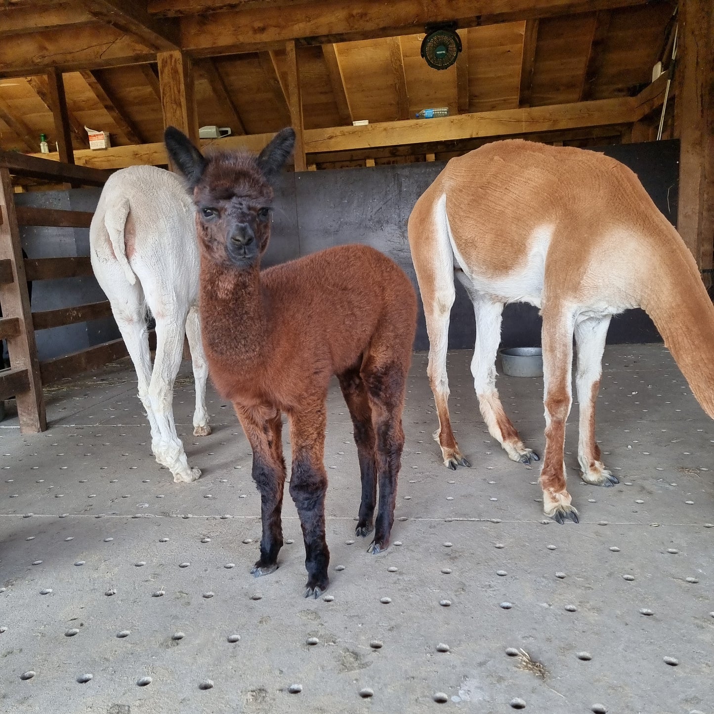 VERKOCHT Donkerbruine zwarte merrie cria