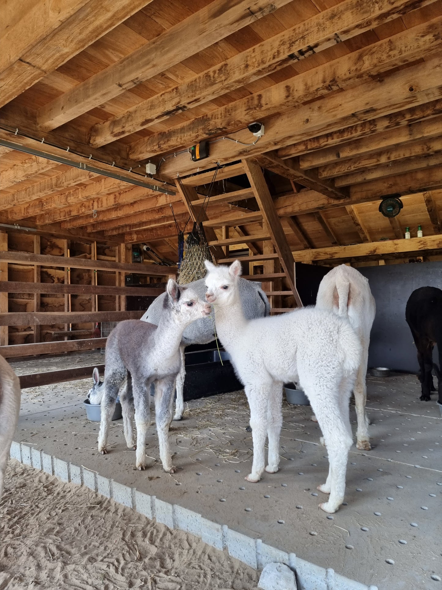 VERKOCHT - Witte merrie cria