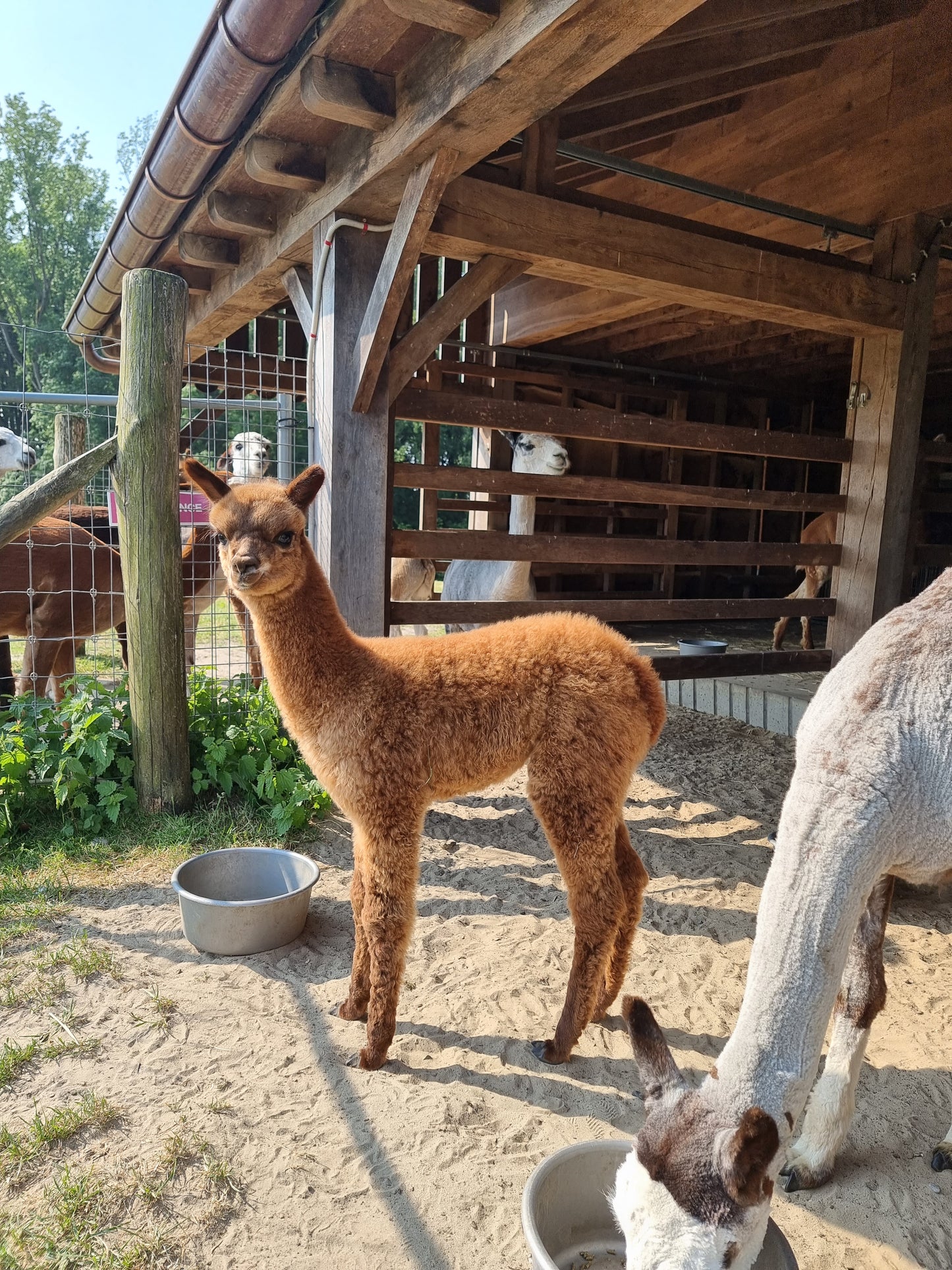 VERKOCHT Bruine hengst cria