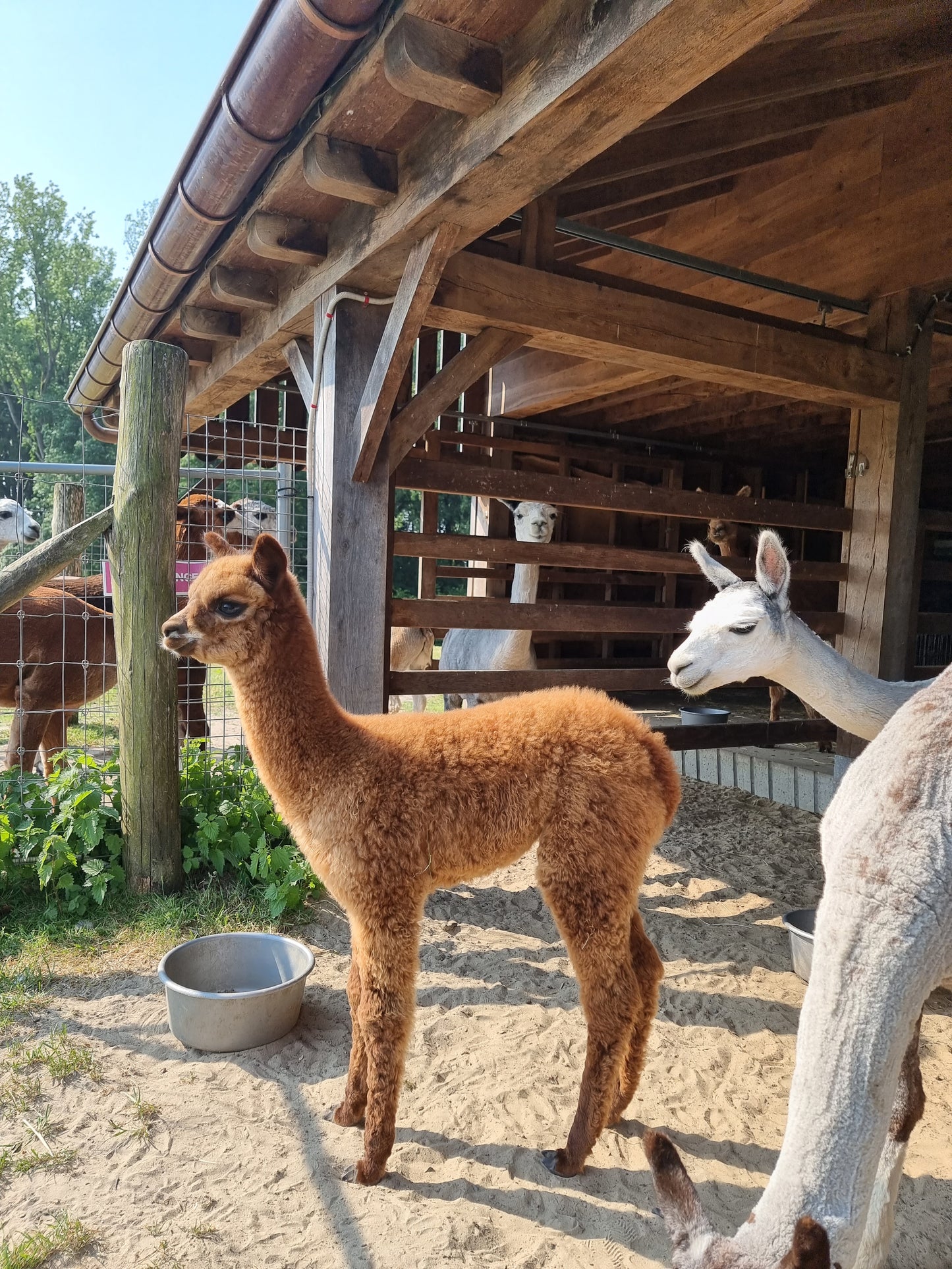 VERKOCHT Bruine hengst cria