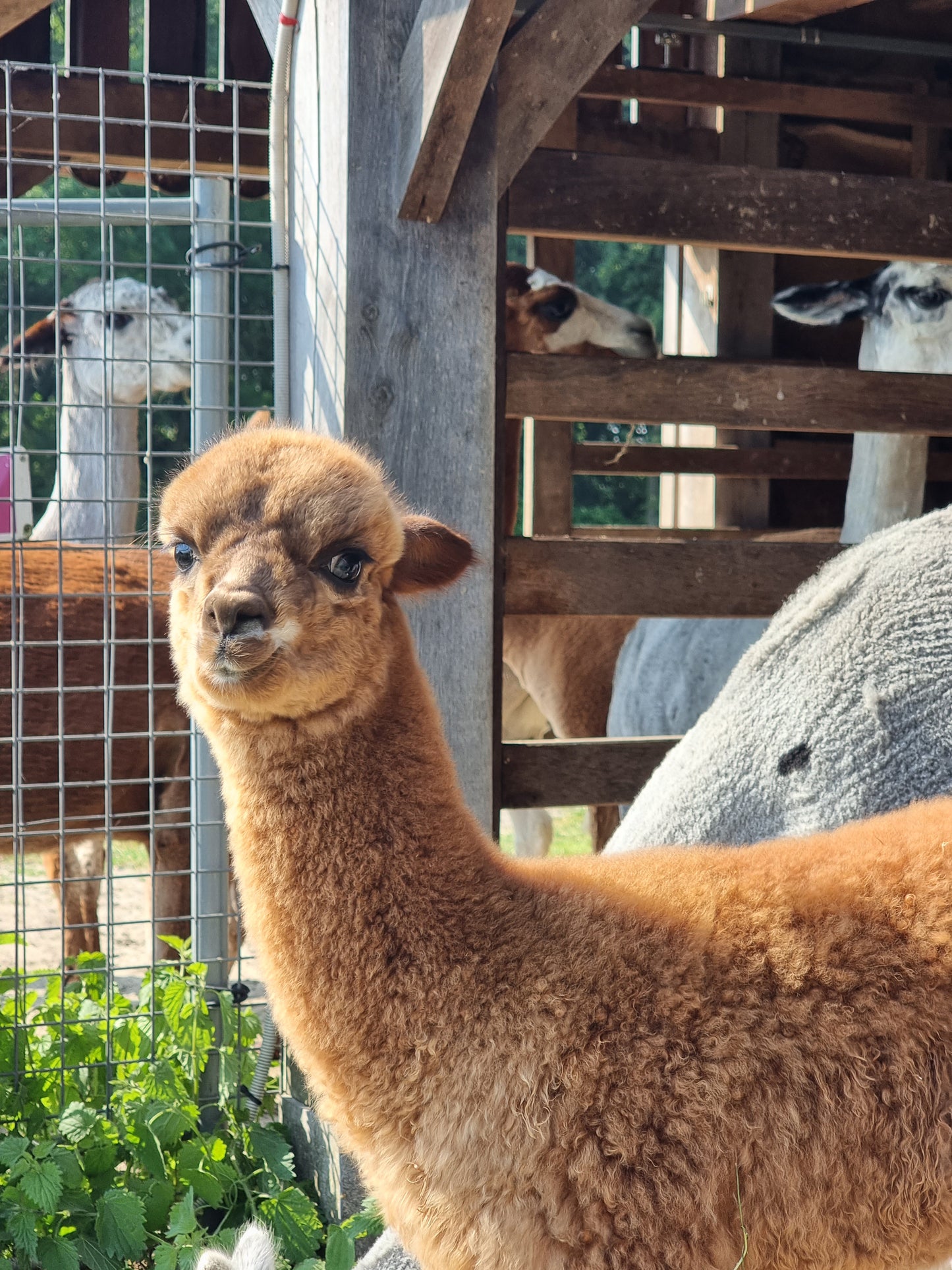 VERKOCHT Bruine hengst cria