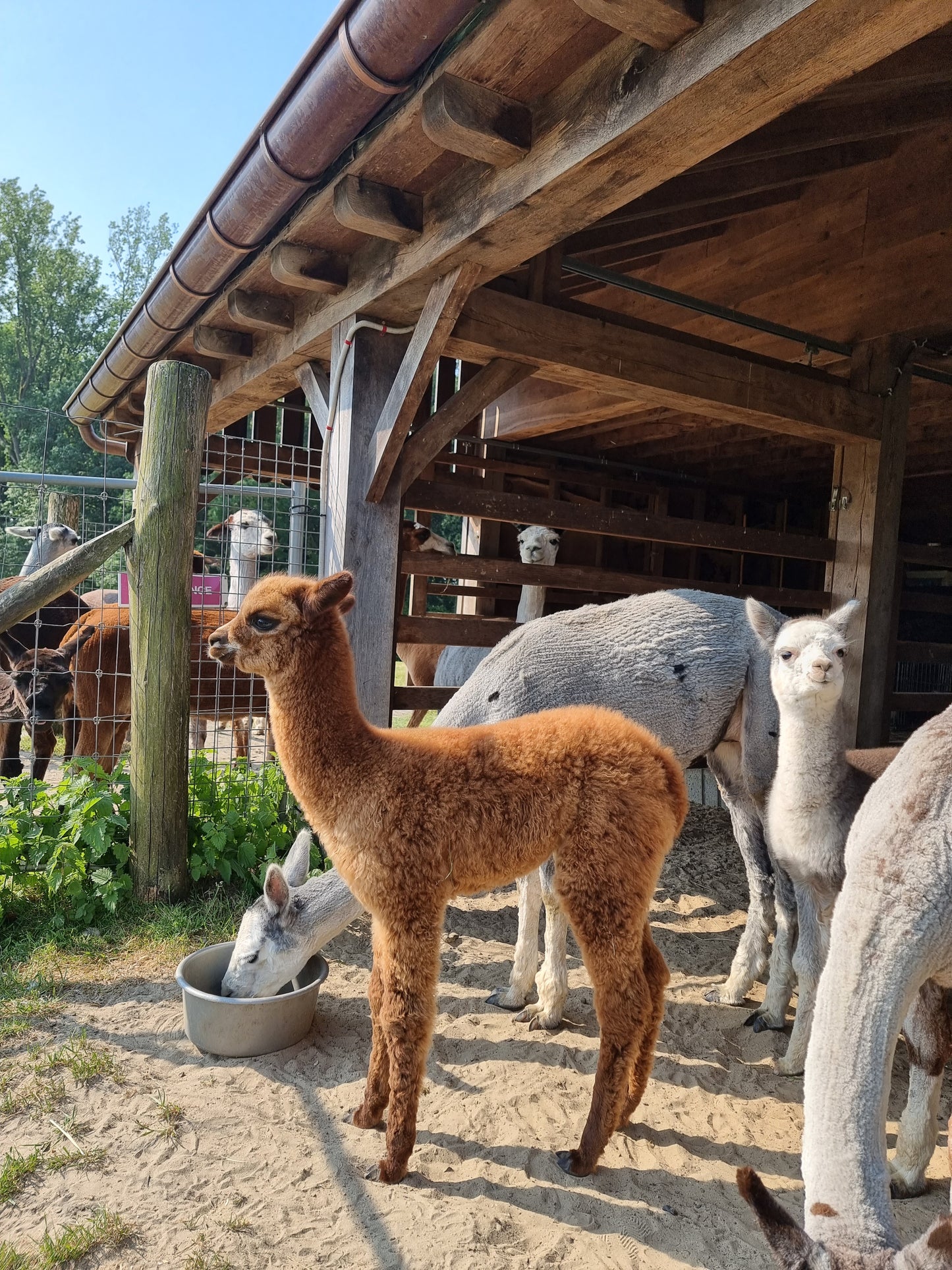 VERKOCHT Bruine hengst cria