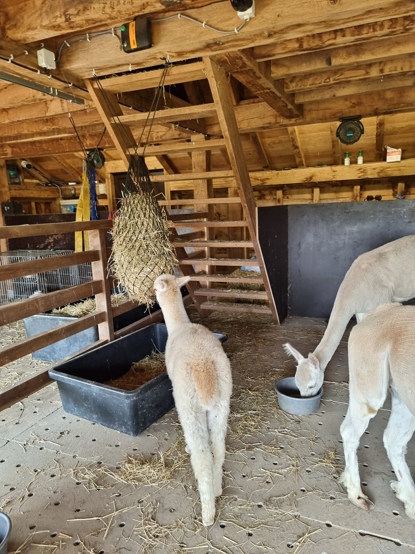 VERKOCHT Beige hengst VIPER 16.05.2023