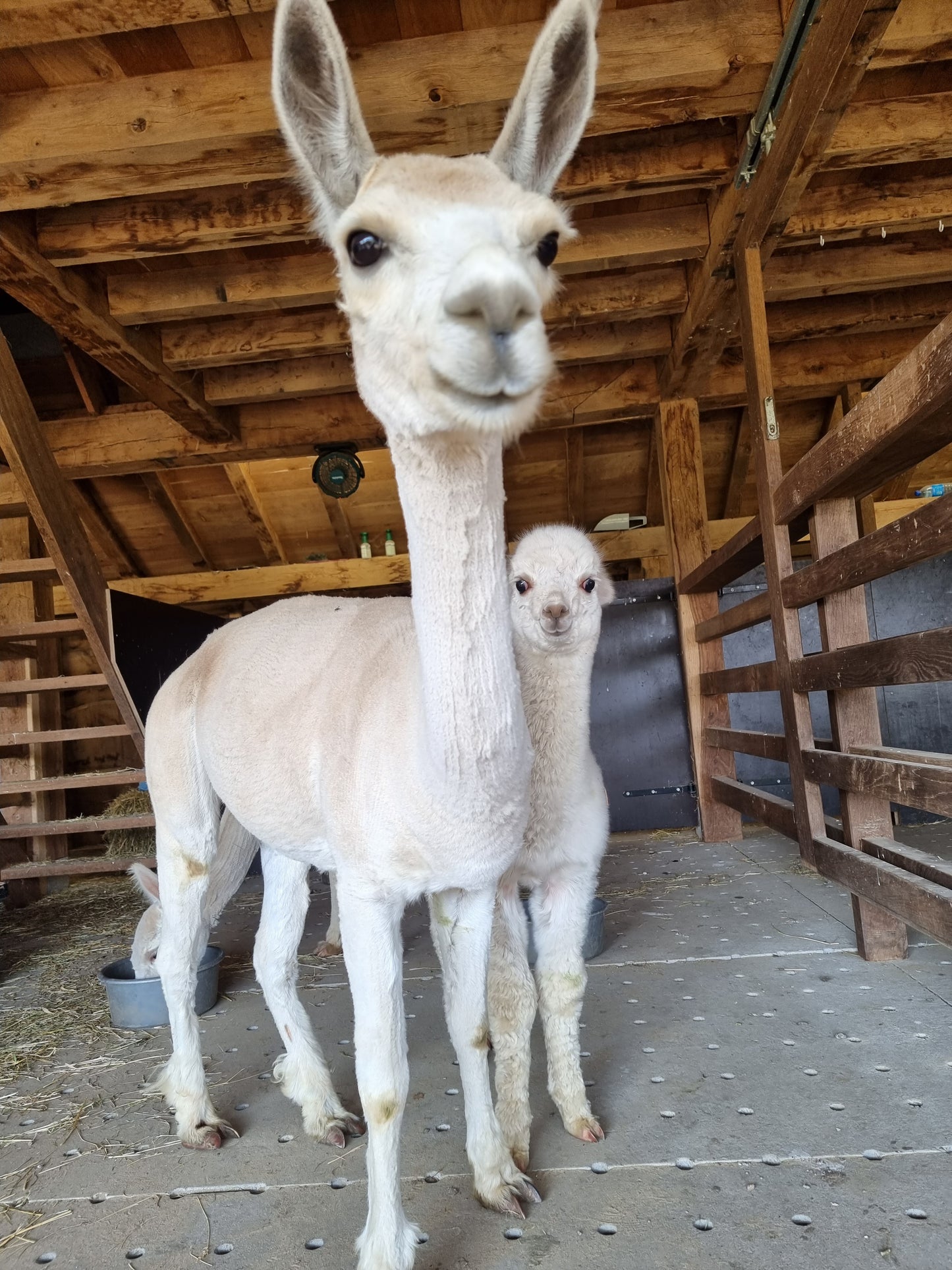 VERKOCHT Beige hengst VIPER 16.05.2023