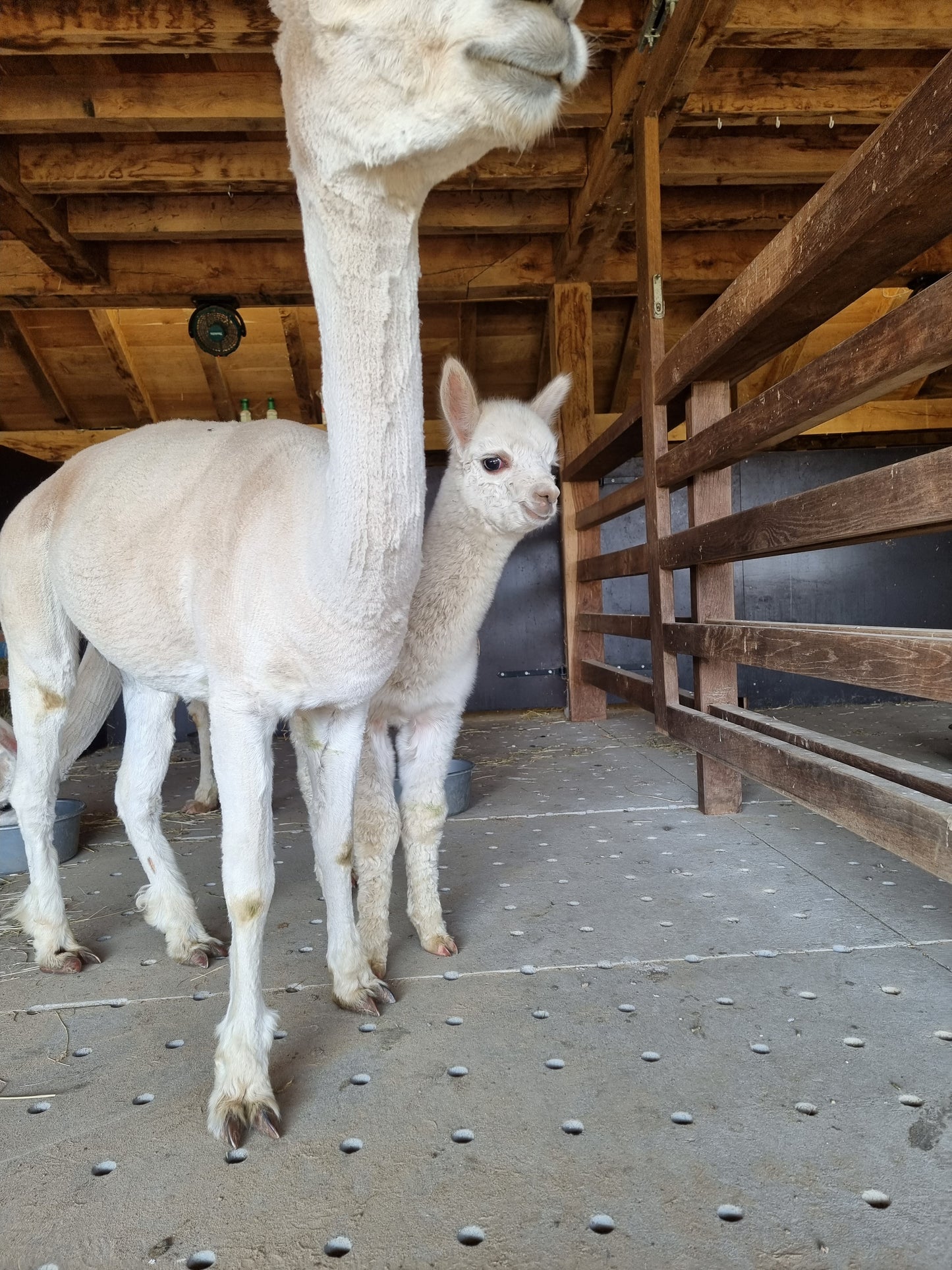 VERKOCHT Beige hengst VIPER 16.05.2023