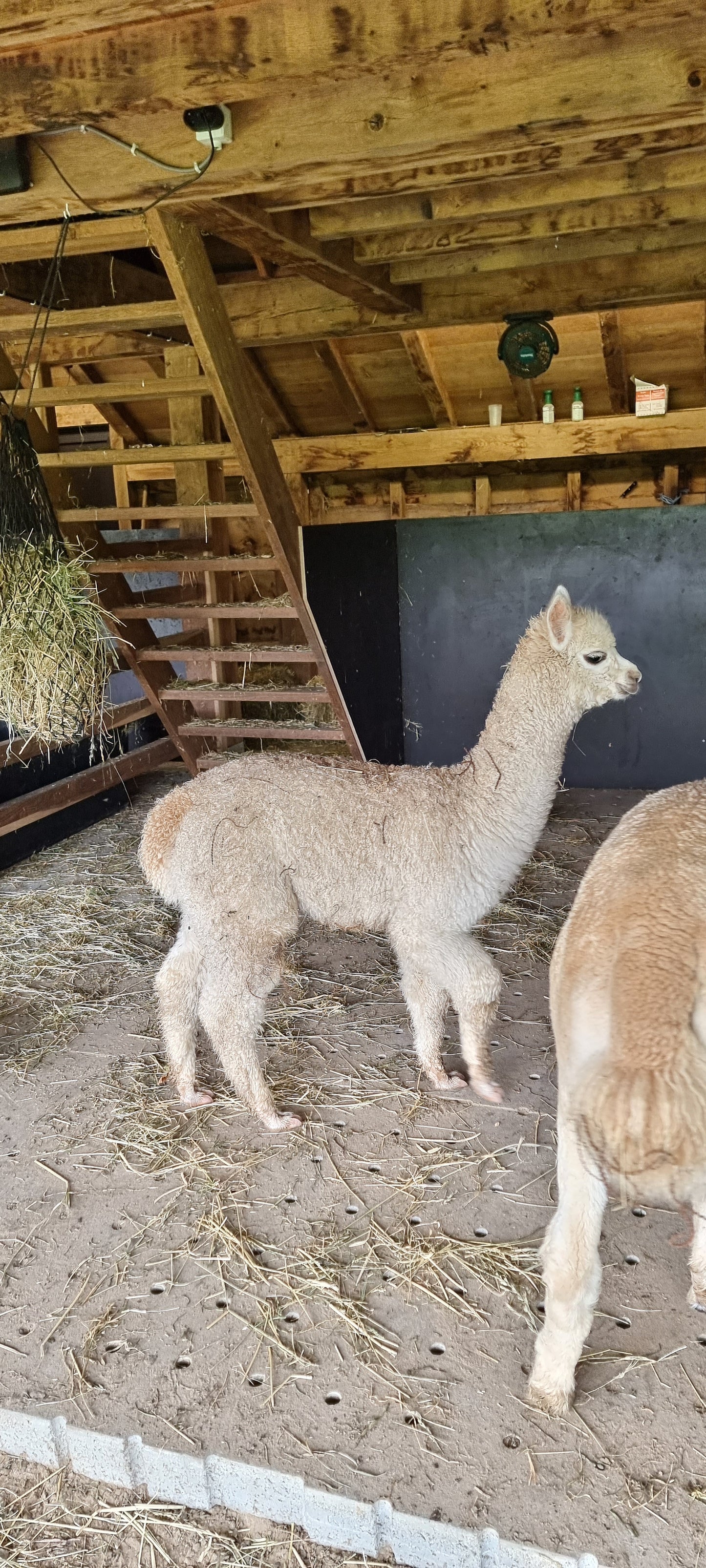 VERKOCHT Beige hengst VIPER 16.05.2023