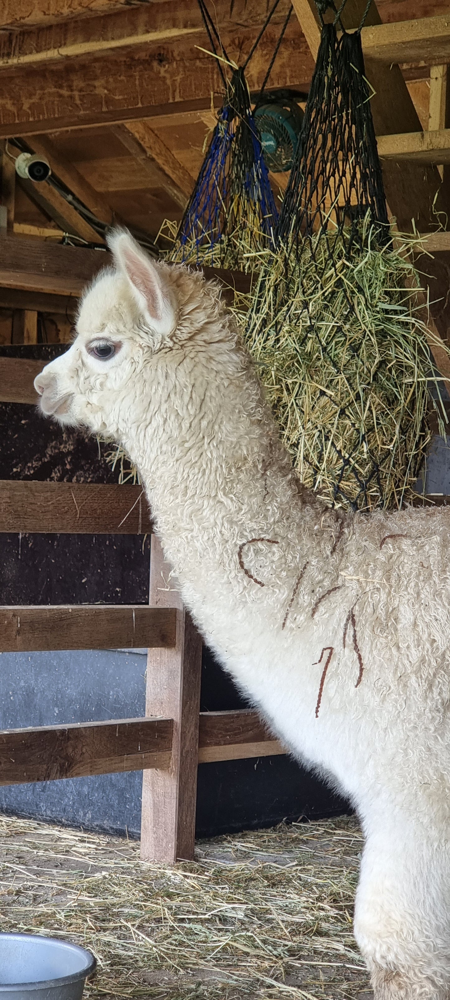 VERKOCHT Beige hengst VIPER 16.05.2023