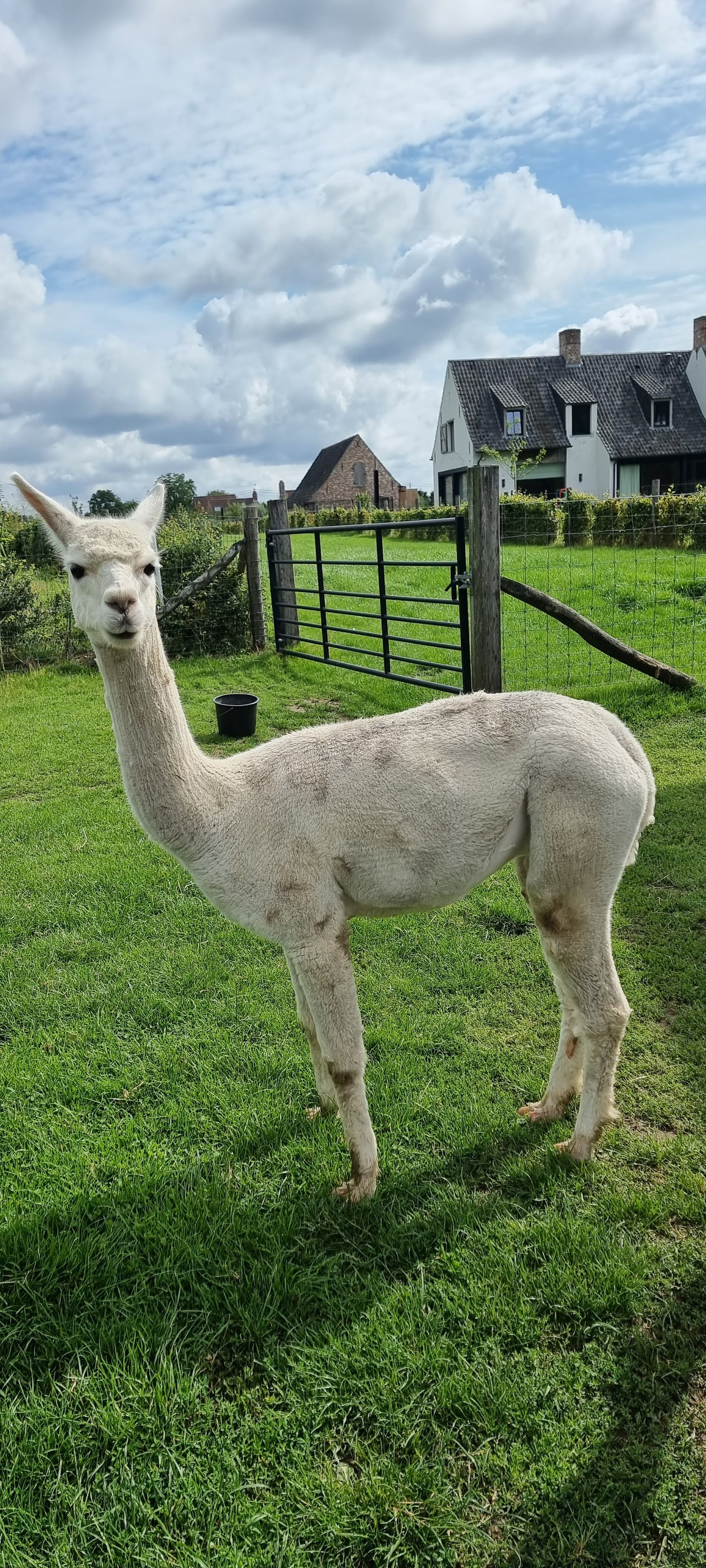 VERKOCHT - Witte merrie cria