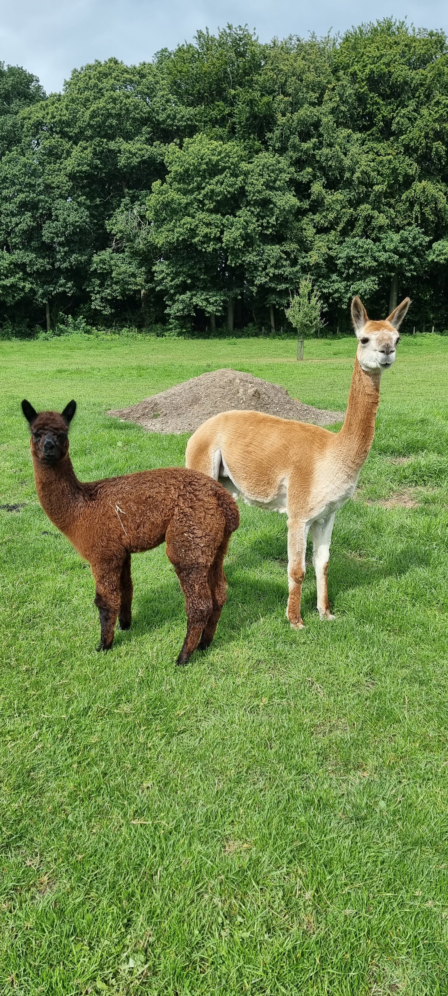 VERKOCHT Donkerbruine zwarte merrie cria