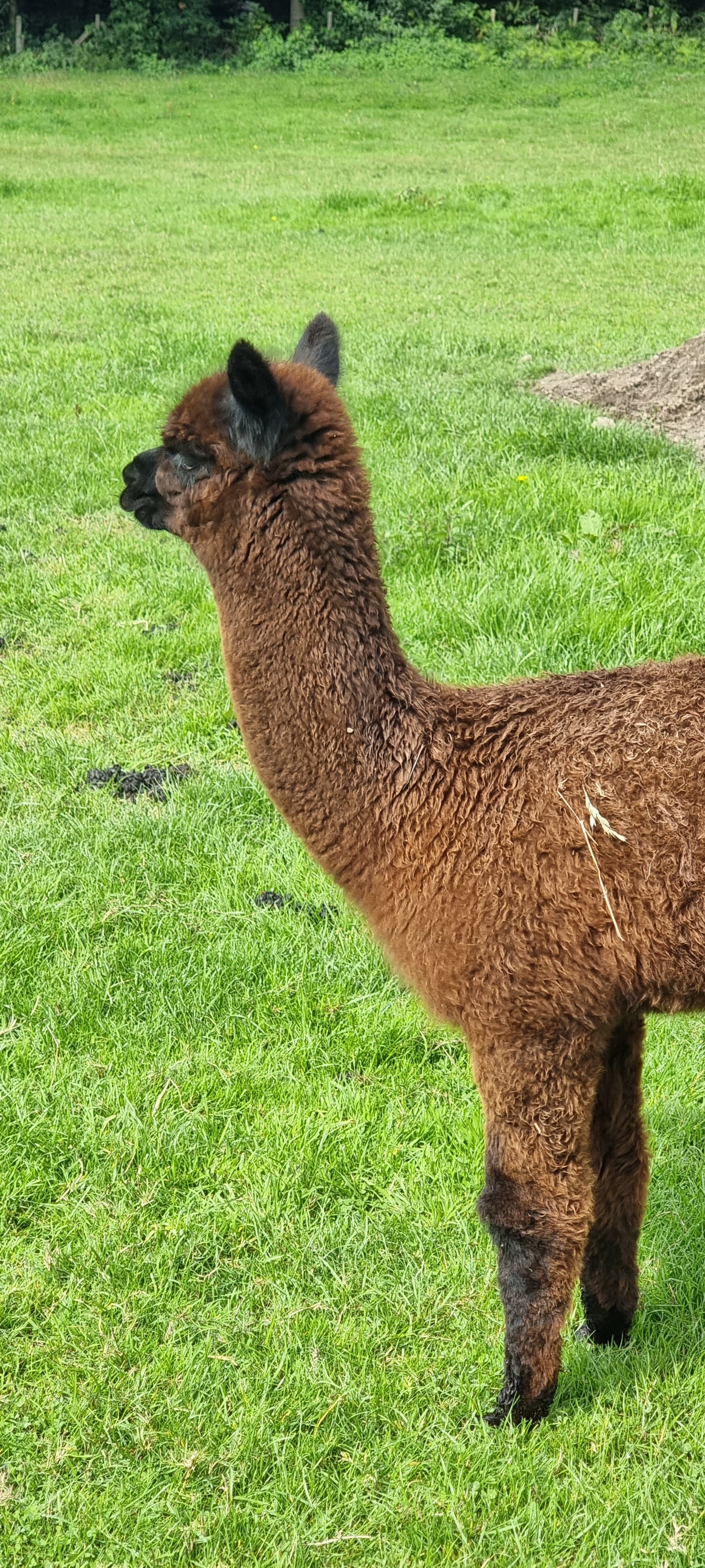 VERKOCHT Donkerbruine zwarte merrie cria