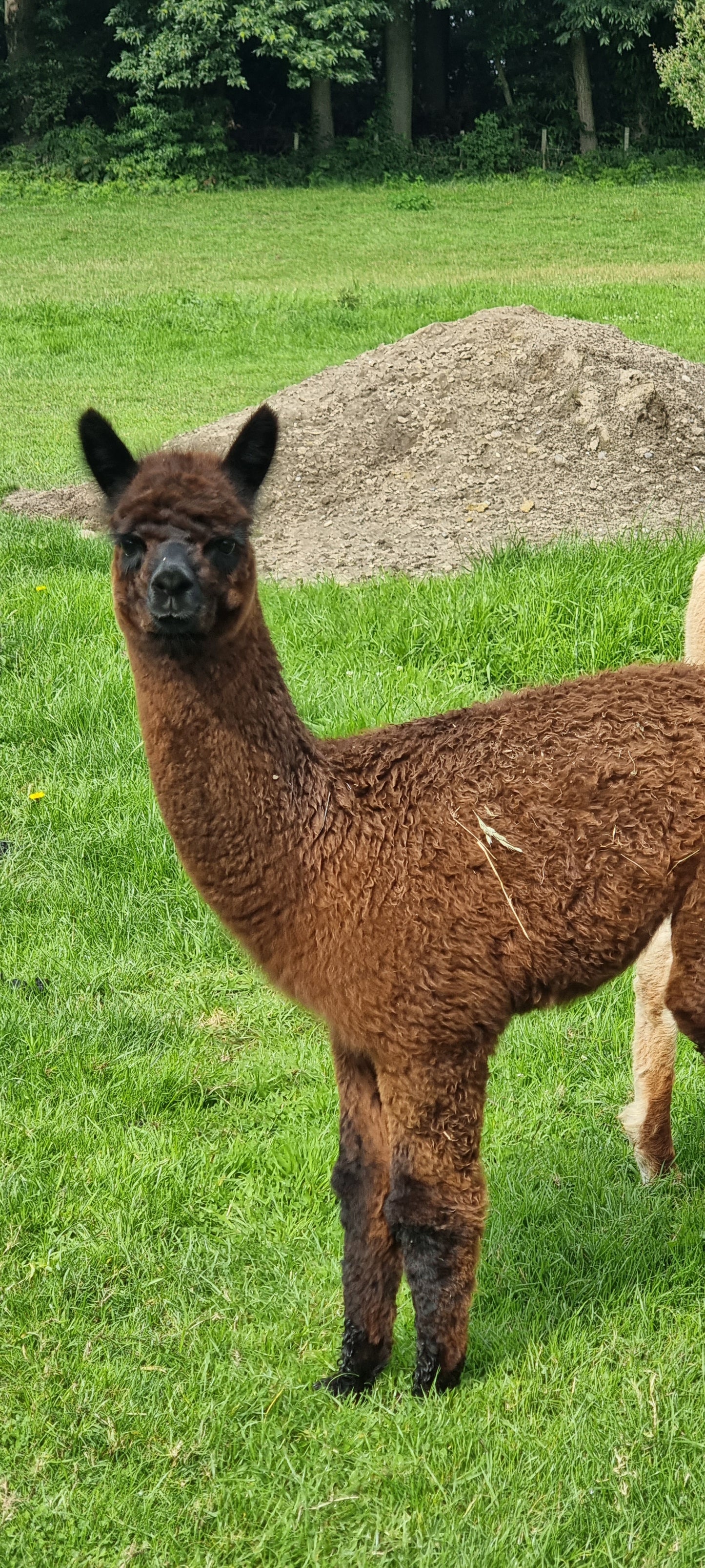 VERKOCHT Donkerbruine zwarte merrie cria