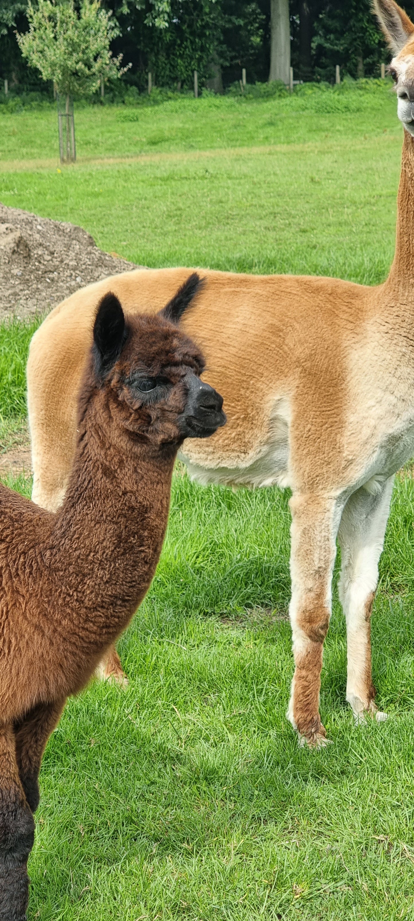 VERKOCHT Donkerbruine zwarte merrie cria