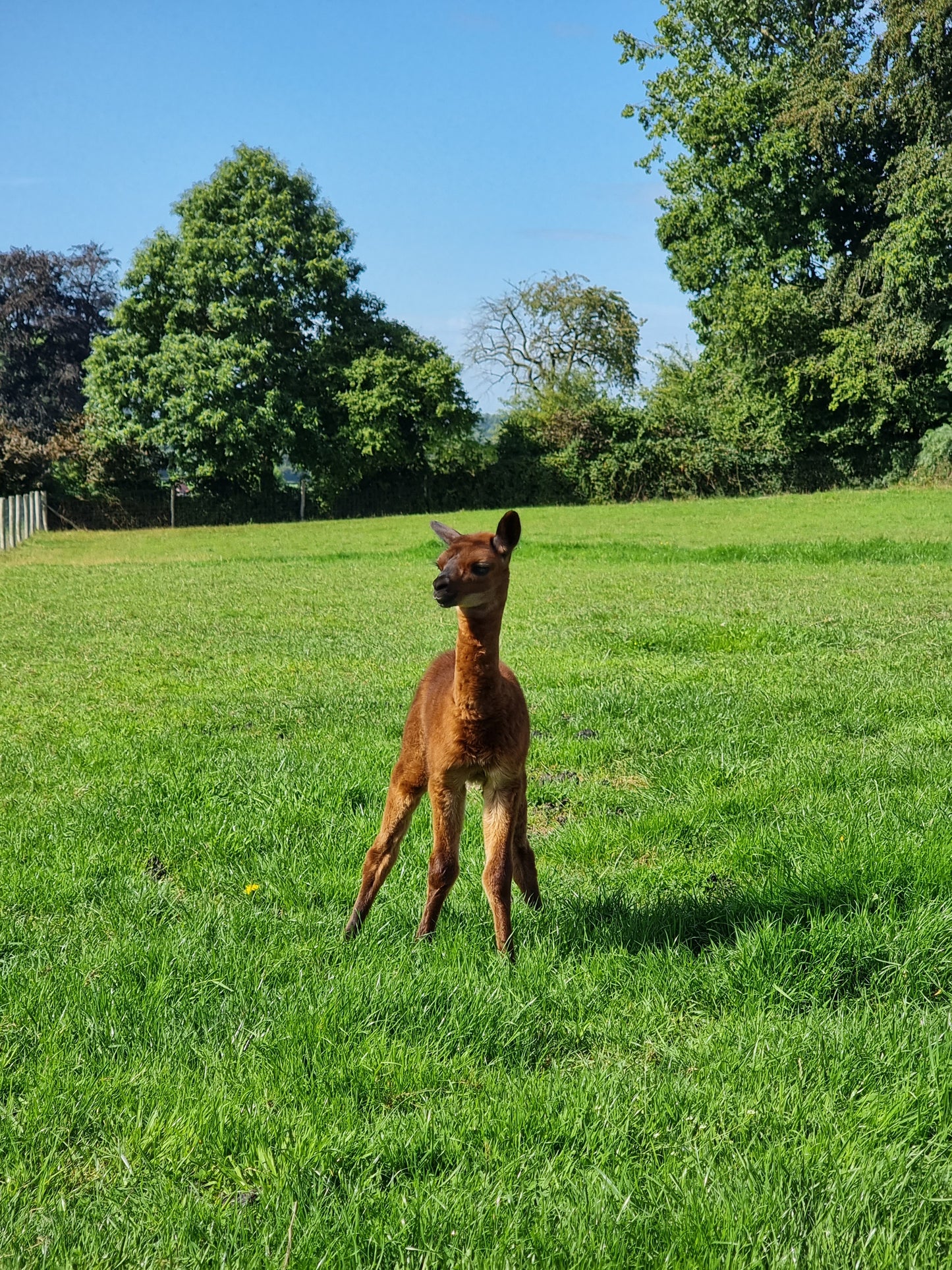 VERKOCHT: Bruine hengst cria