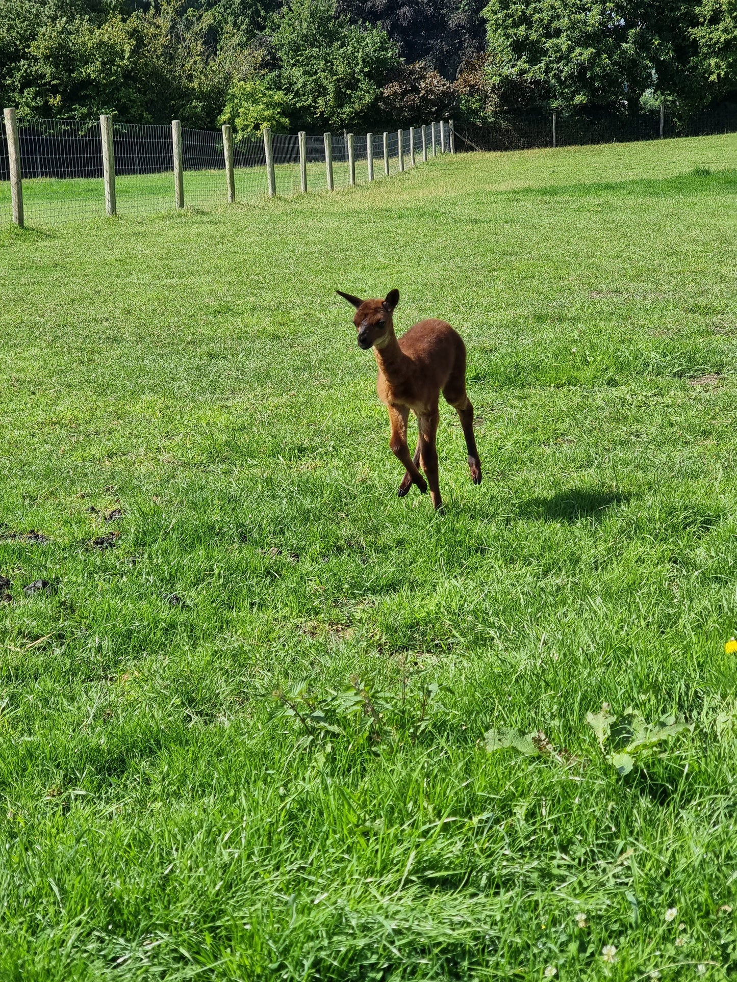 VERKOCHT: Bruine hengst cria
