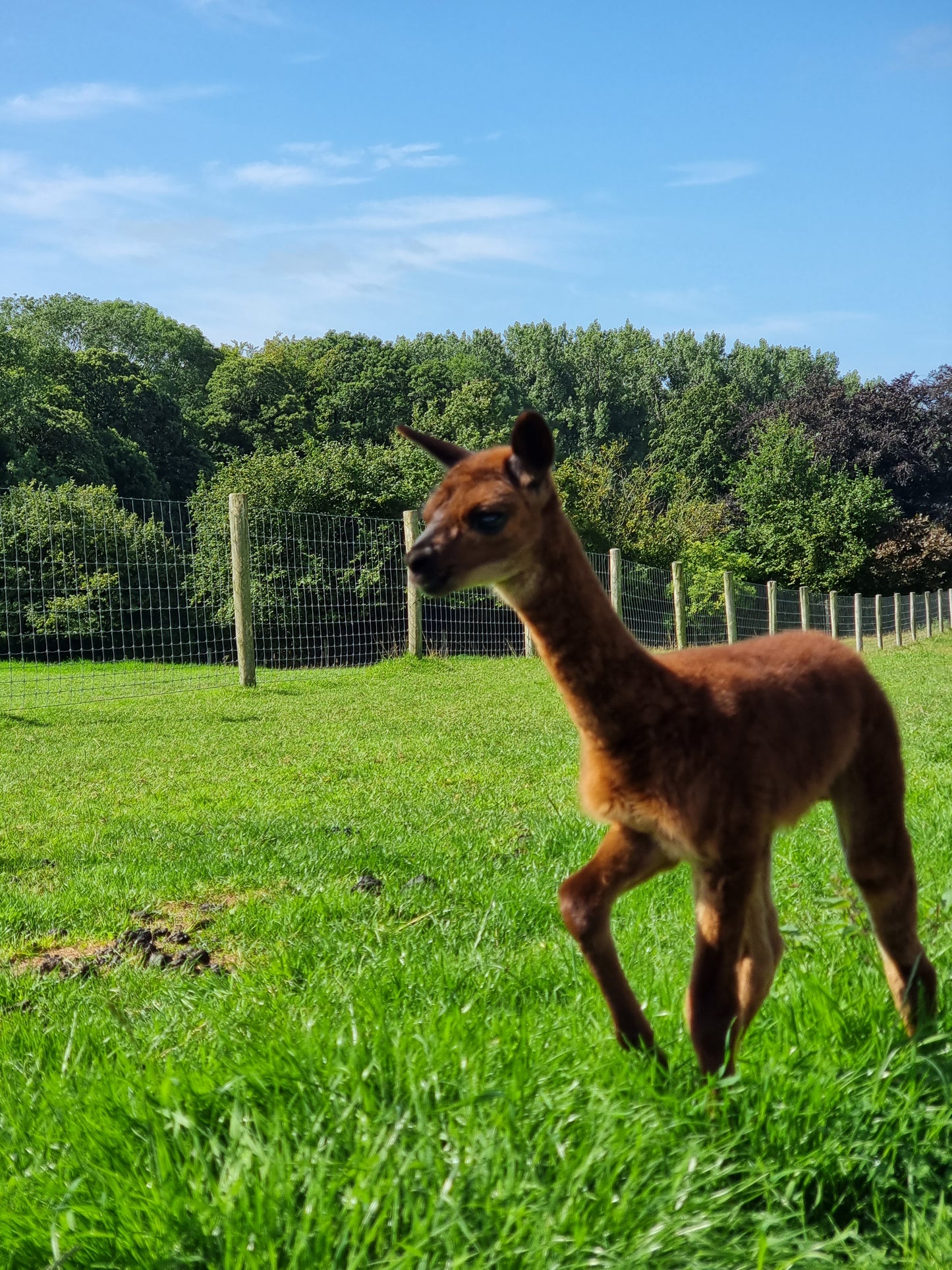 VERKOCHT: Bruine hengst cria