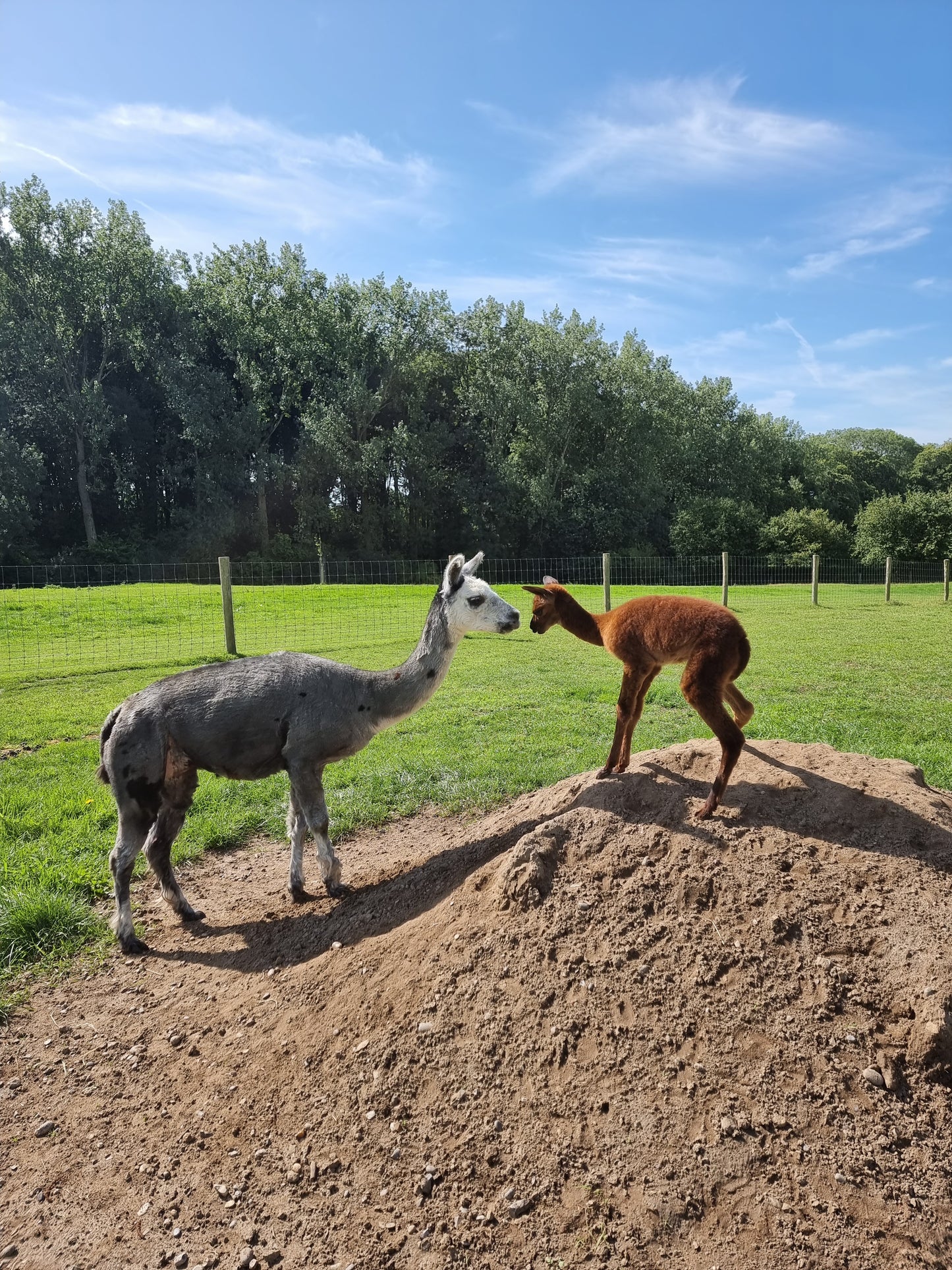 VERKOCHT: Bruine hengst cria