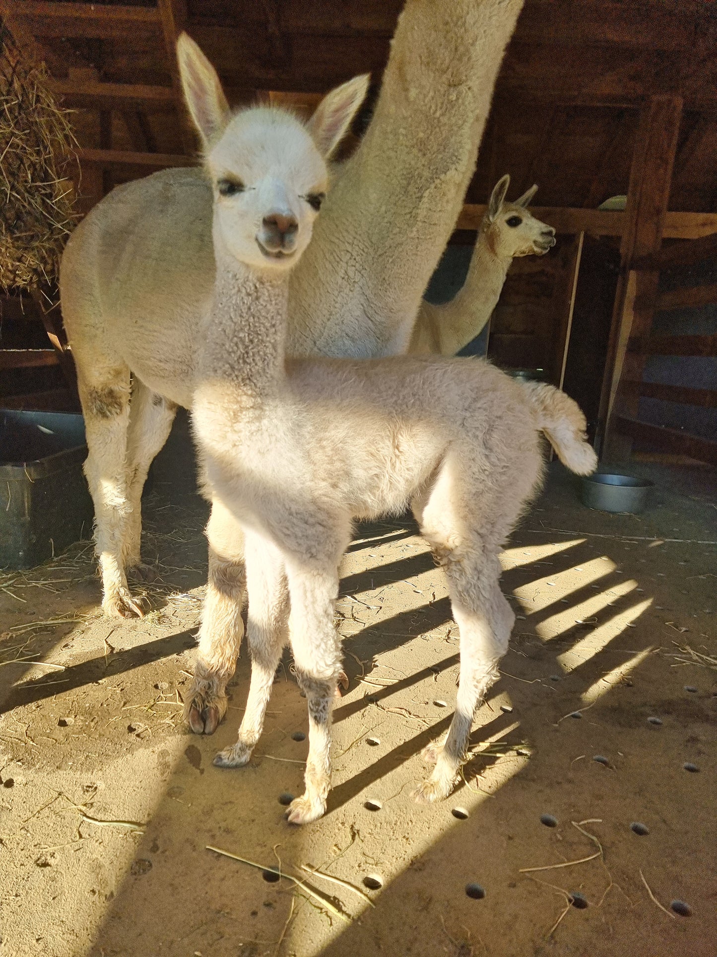Beige stallion / cria ROOMER