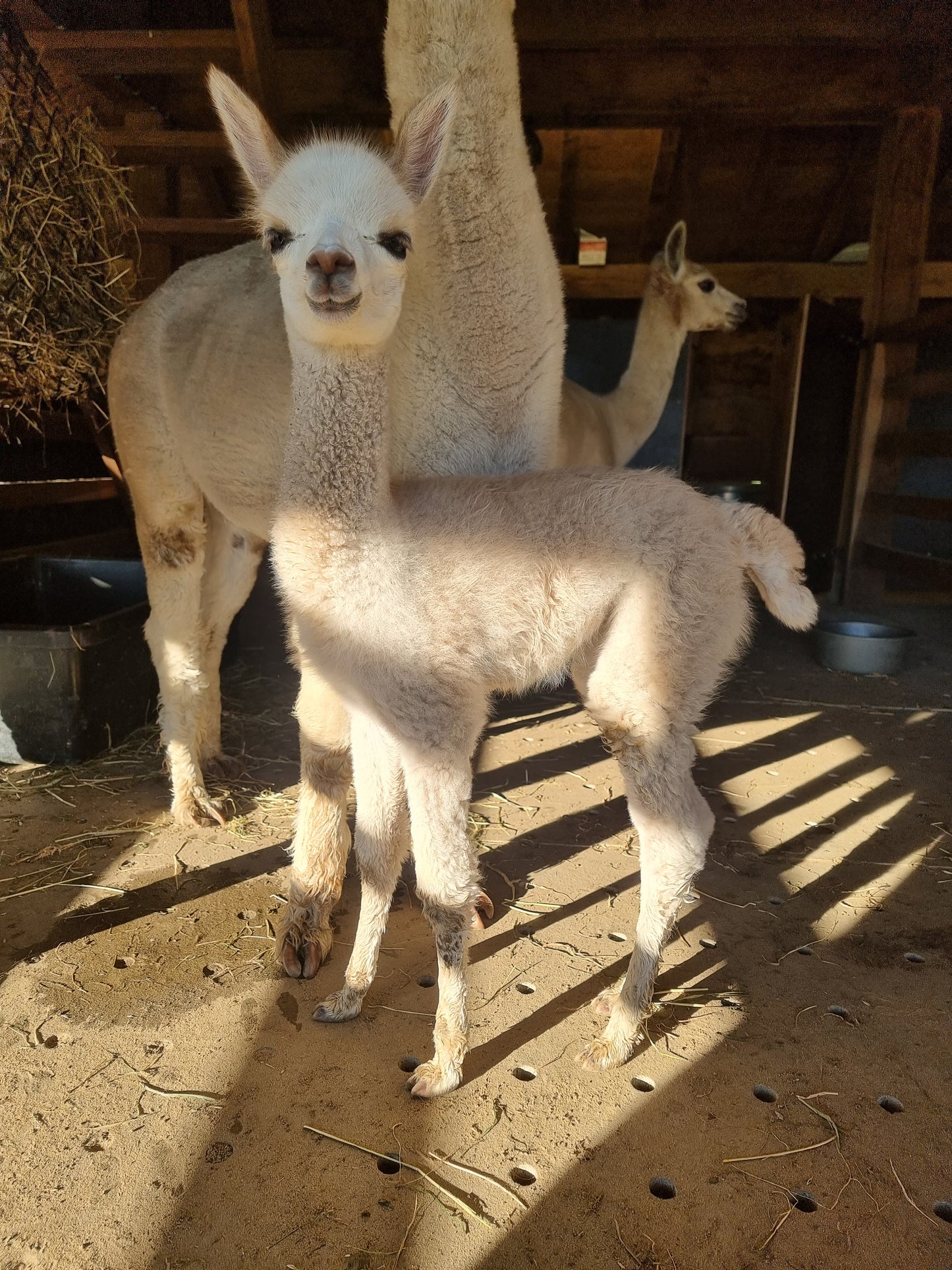 Beige stallion / cria ROOMER