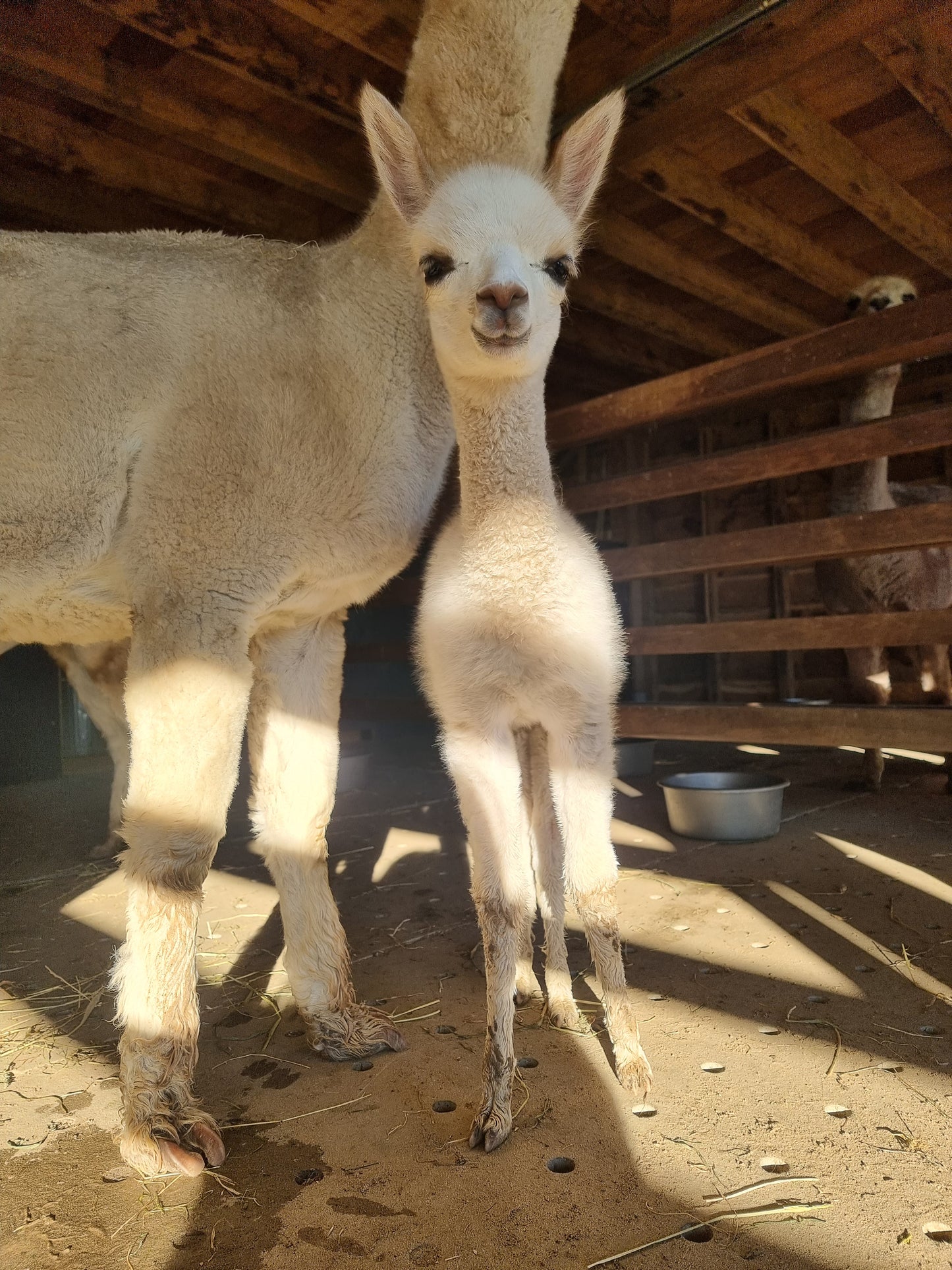 Beige stallion / cria ROOMER