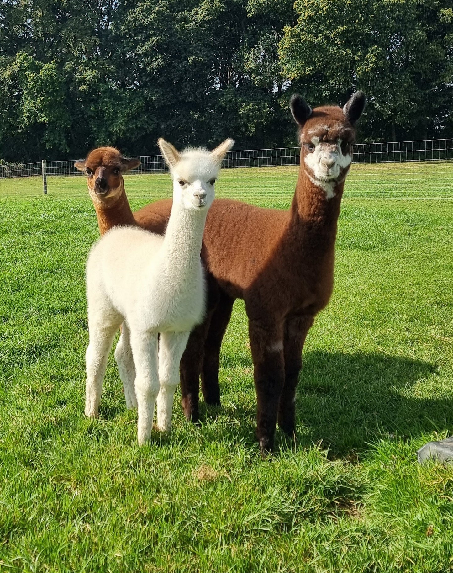 Beige stallion / cria ROOMER