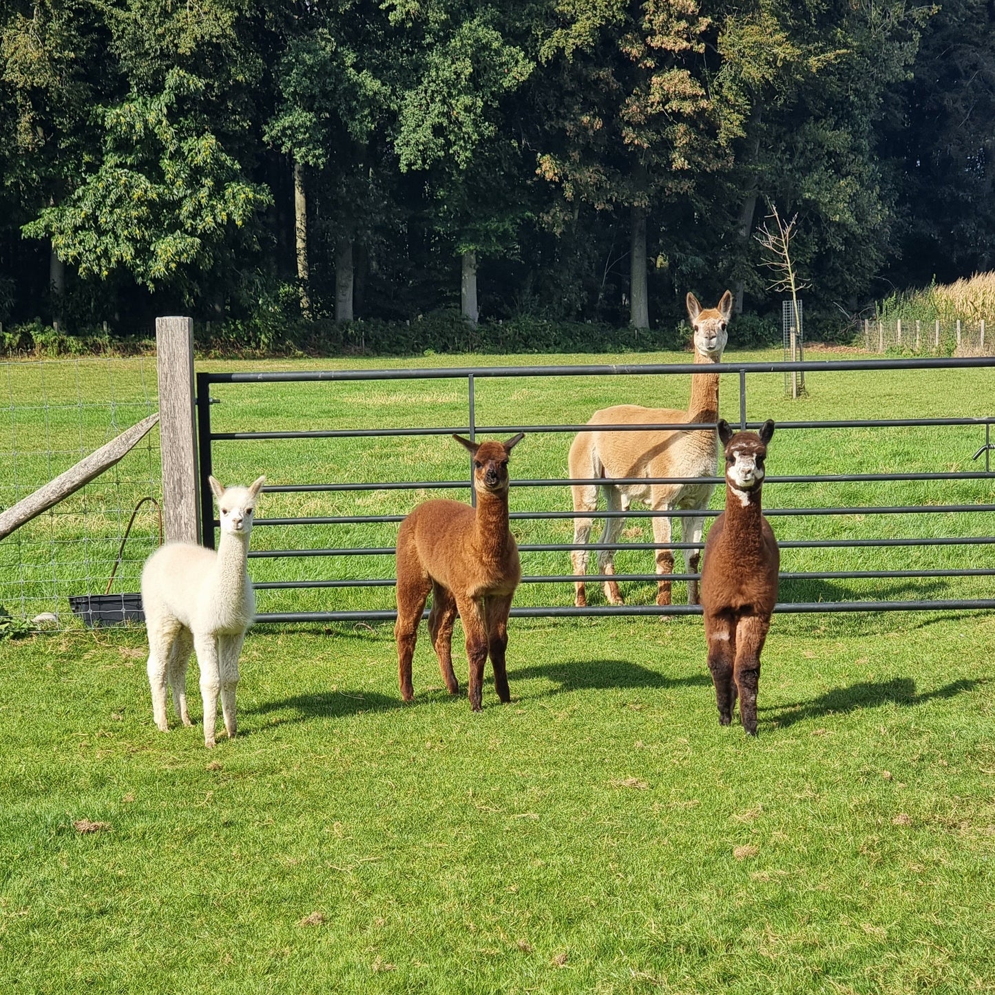 VERKOCHT: Bruine hengst cria
