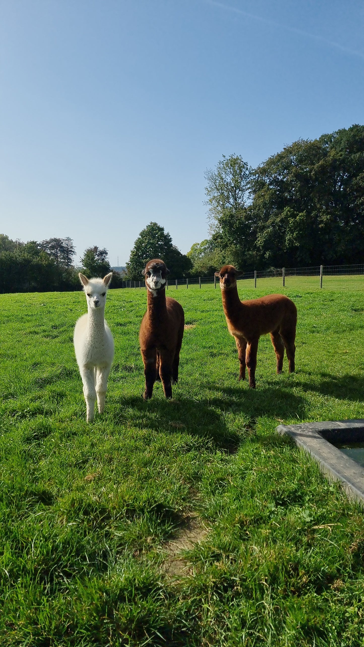 VERKOCHT: Bruine hengst cria