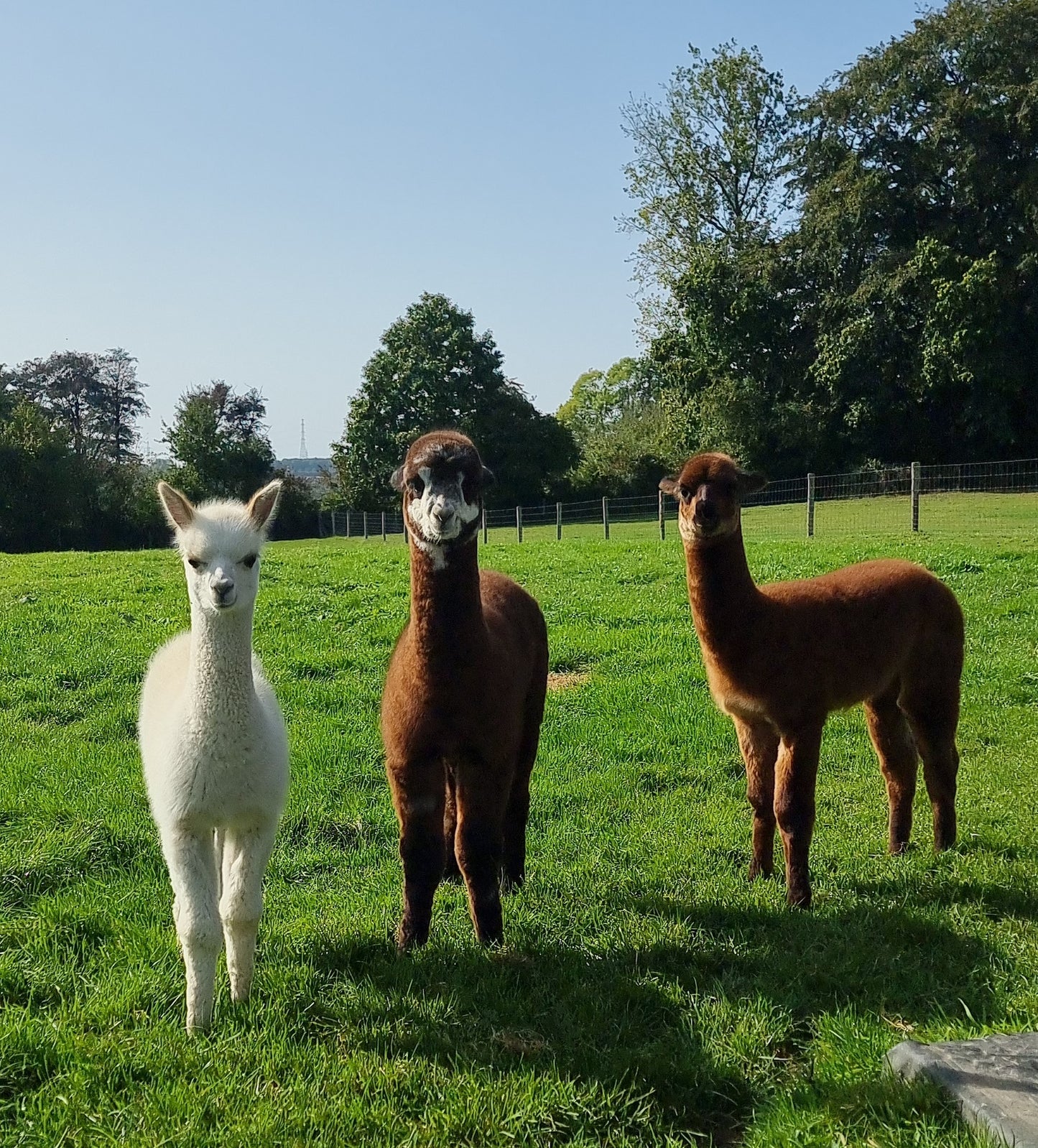 Beige stallion / cria ROOMER