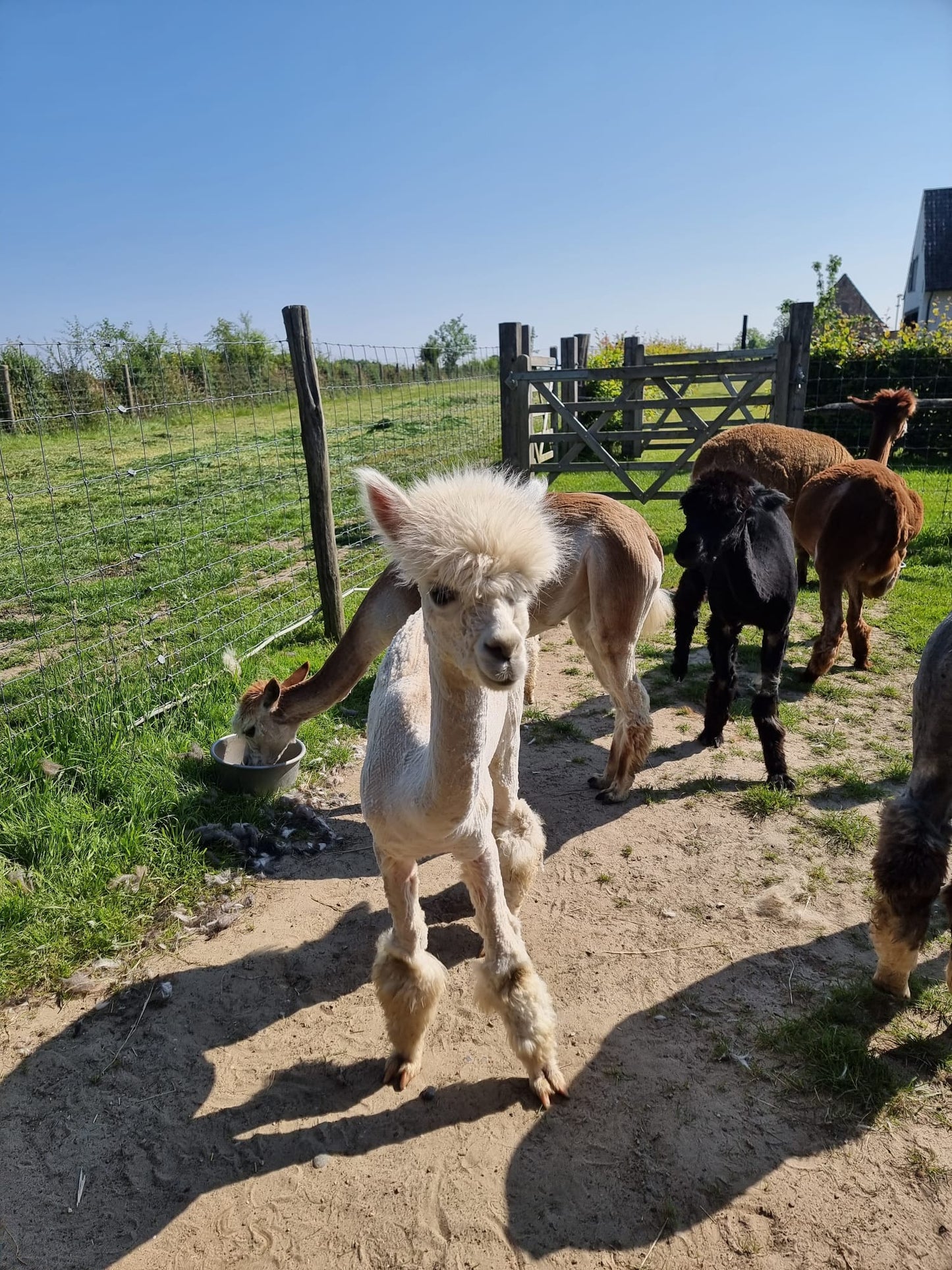 VERKOCHT Beige hengst VIPER 16.05.2023
