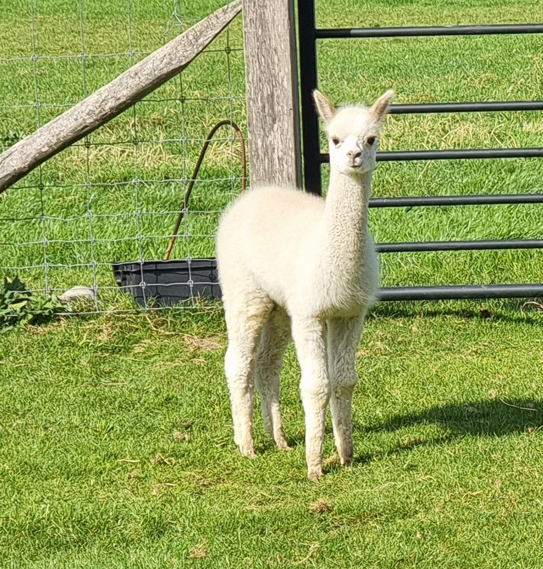 Beige stallion / cria ROOMER
