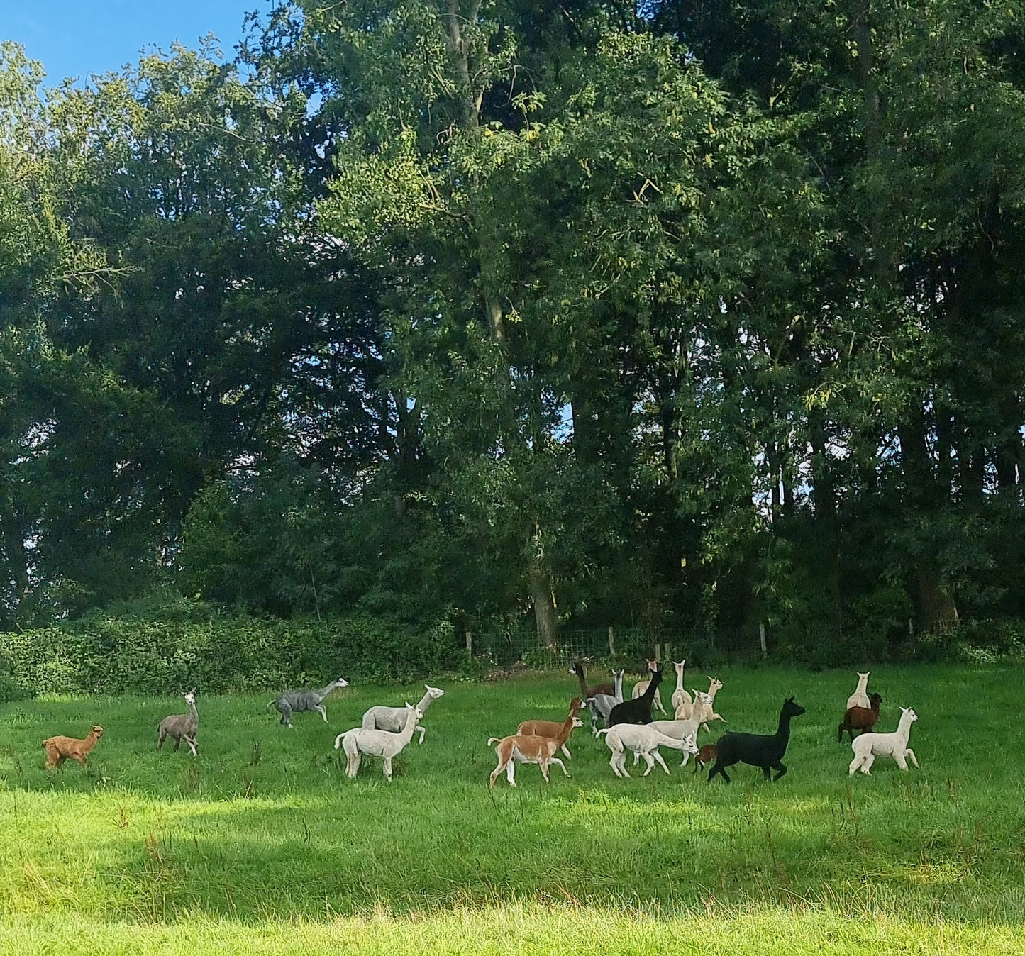 VERKOCHT: Bruine hengst cria