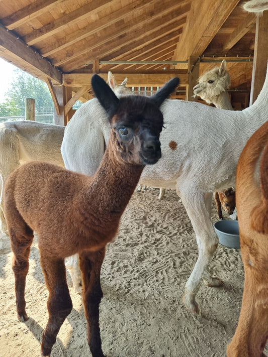 VERKOCHT Donkerbruine zwarte merrie cria