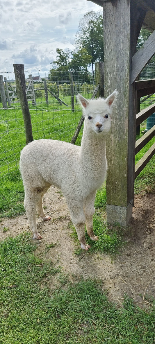 VERKOCHT - Witte merrie cria