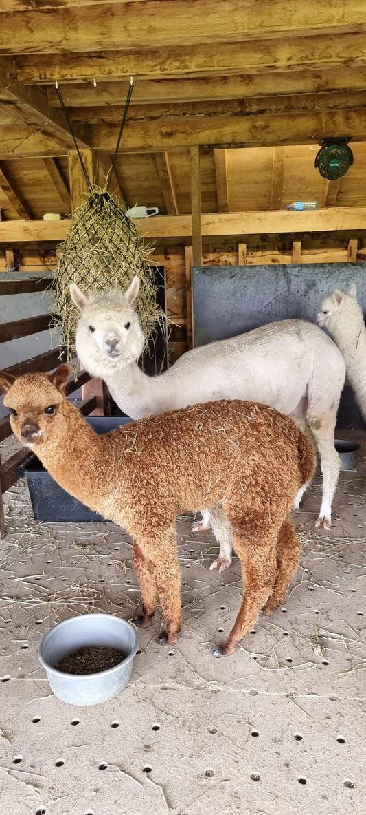VERKOCHT Bruine hengst cria