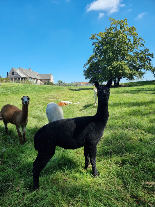 VERKOCHT Zwarte alpaca merrie 2020