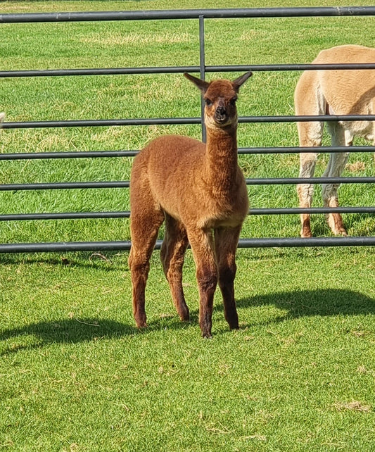 VERKOCHT: Bruine hengst cria